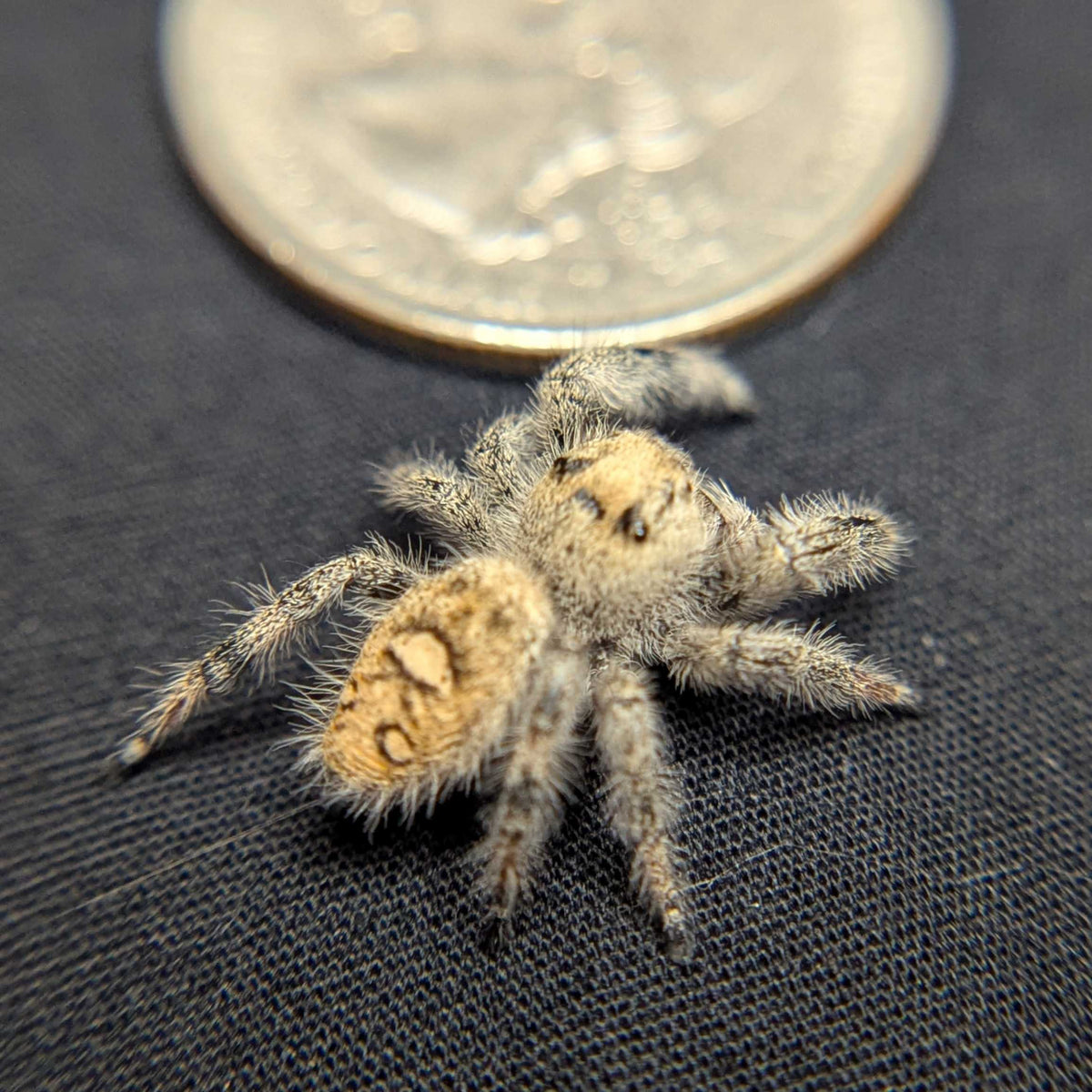 Regal Jumping Spider "Moody"