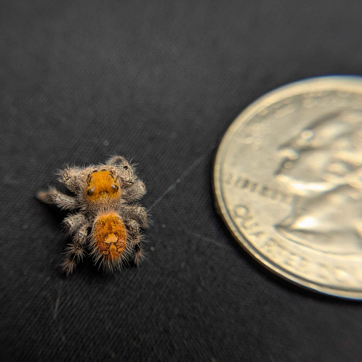 Regal Jumping Spider "Sahara"