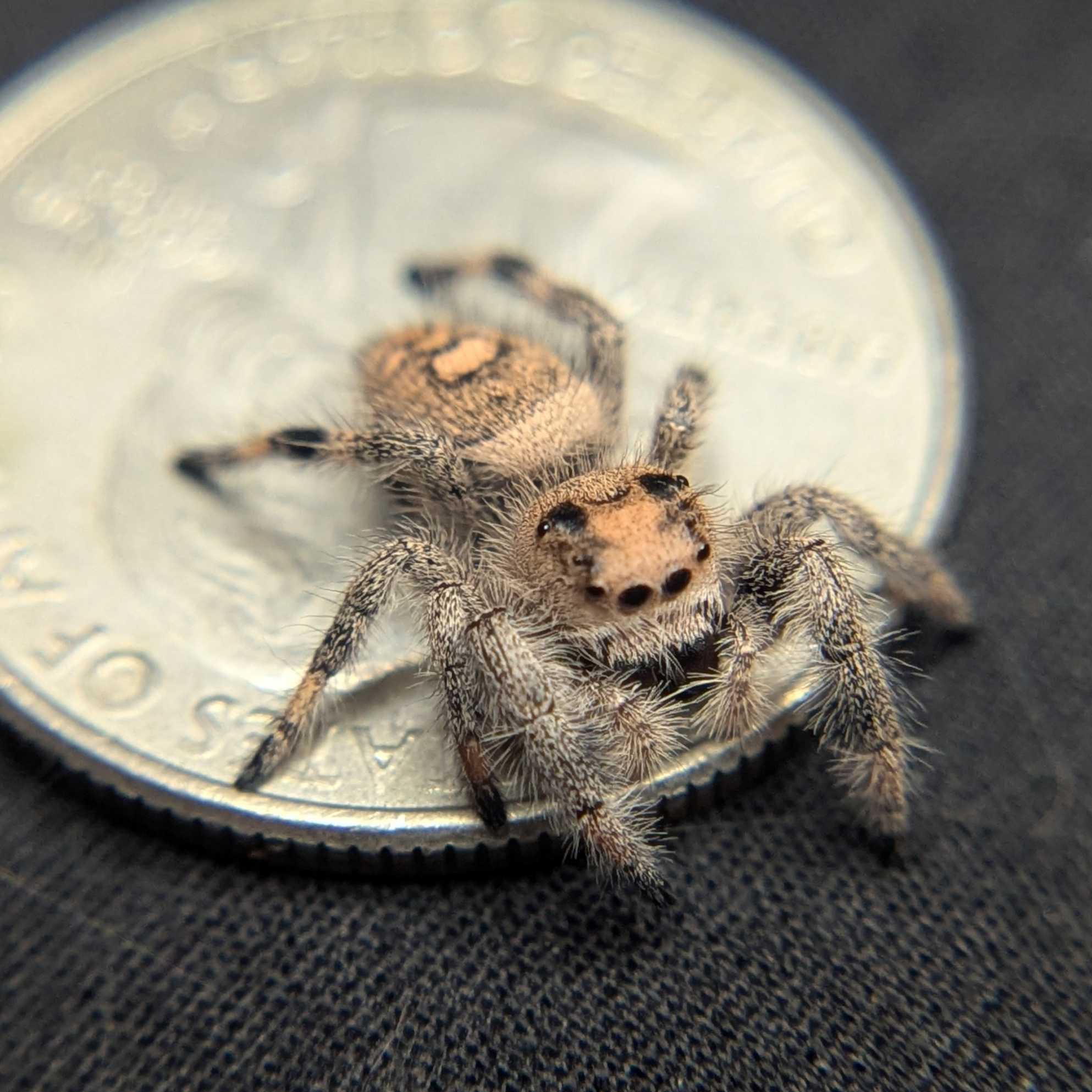 Regal Jumping Spider "Puff"