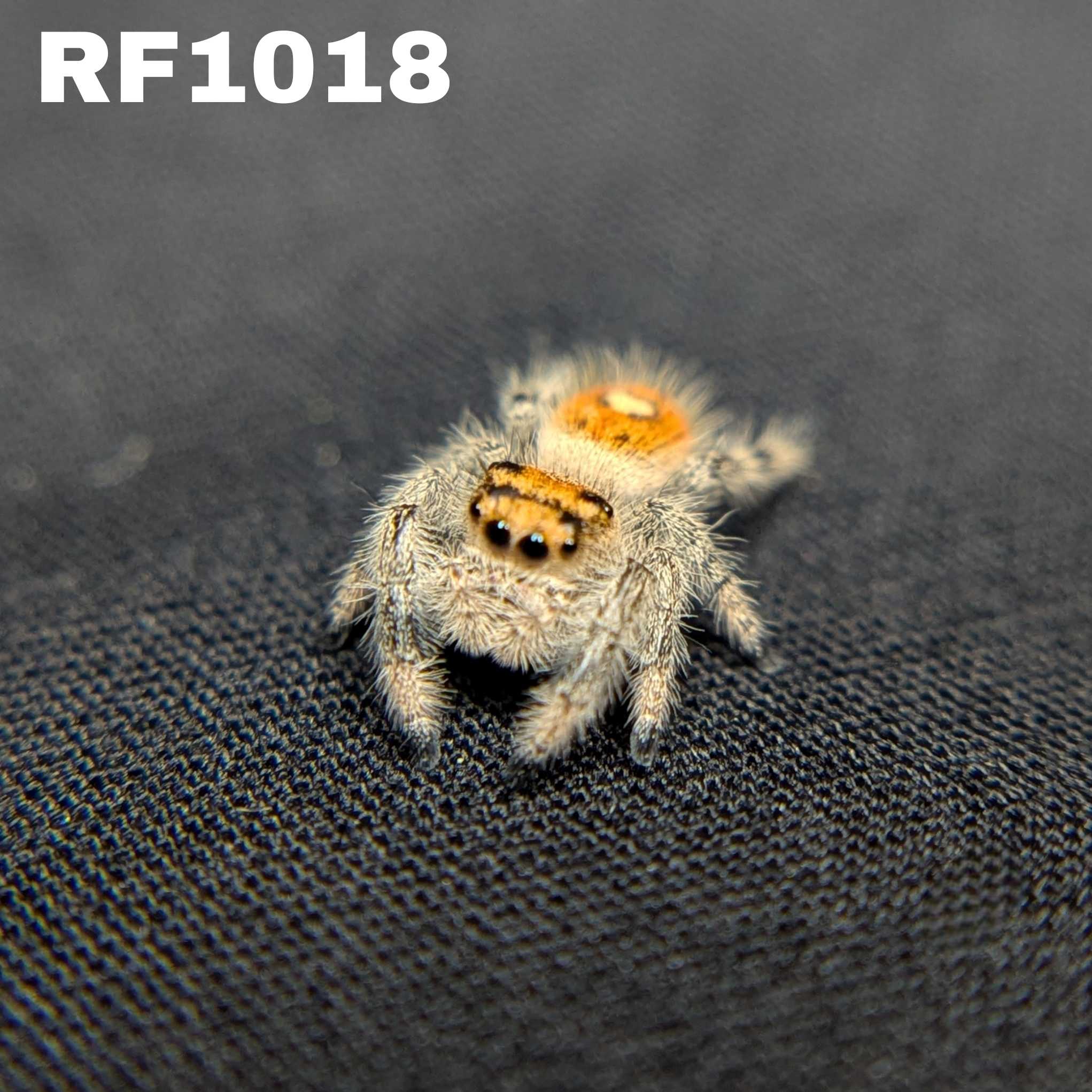 Regal Jumping Spider “Honeycomb”