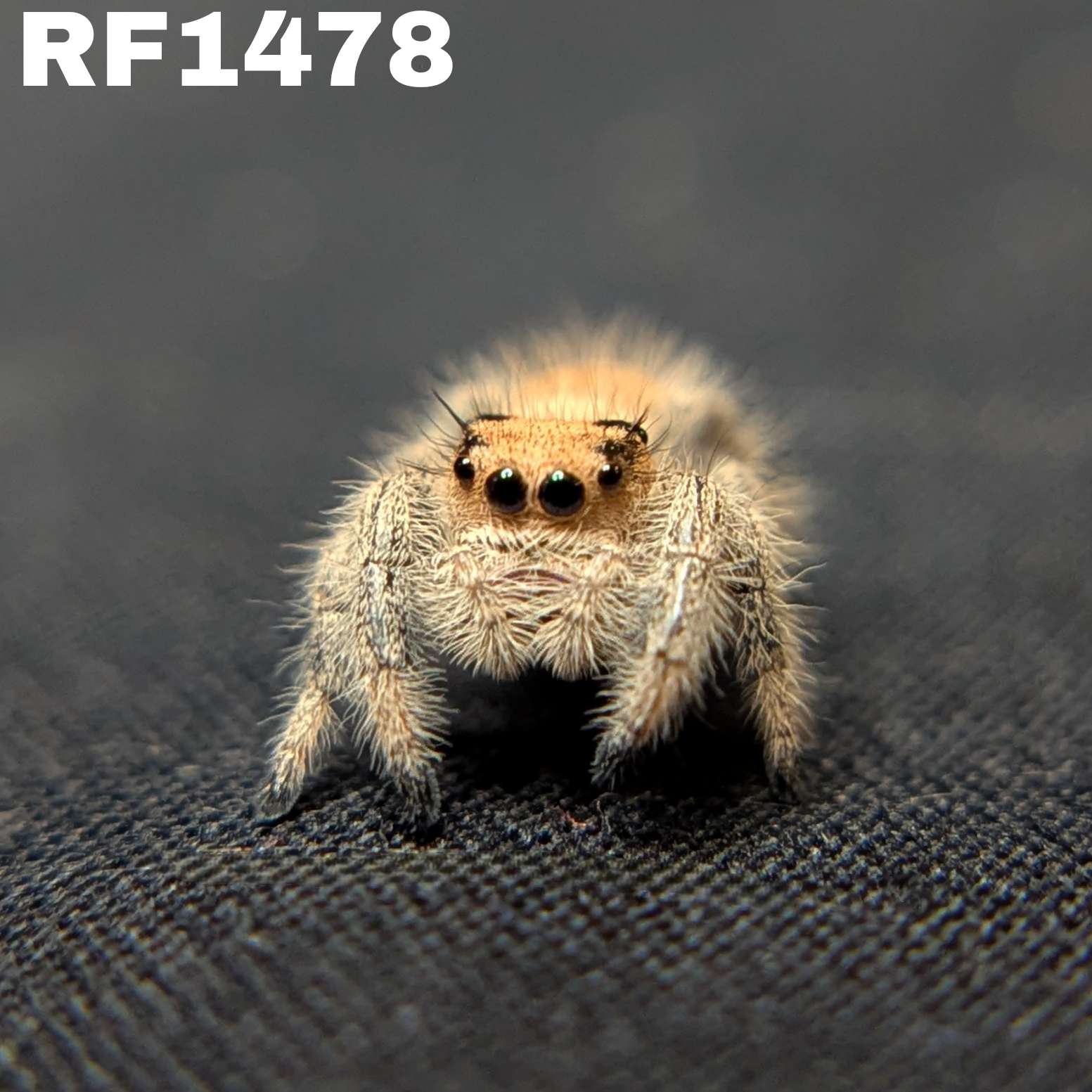 Regal Jumping Spider "Melody"