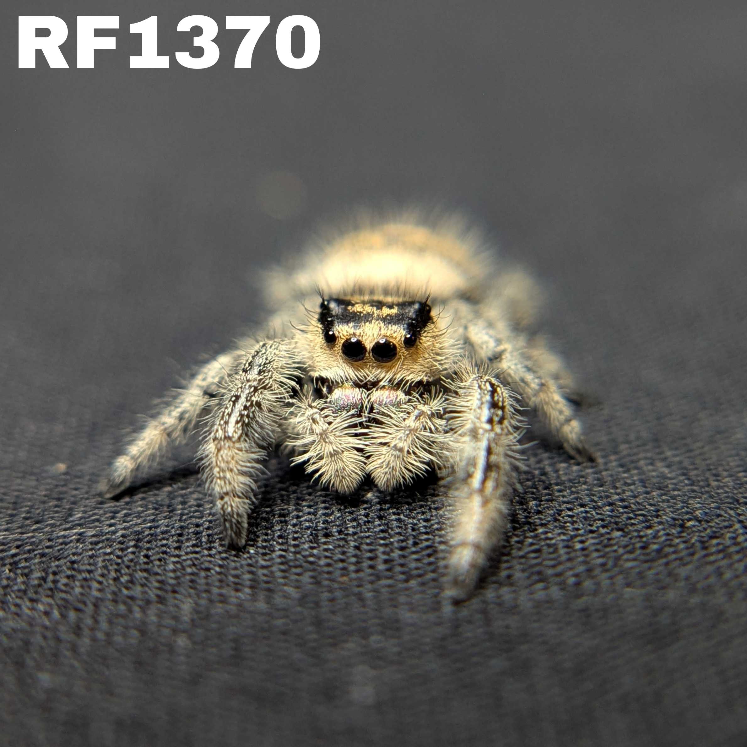 Regal Jumping Spider “Lucky”