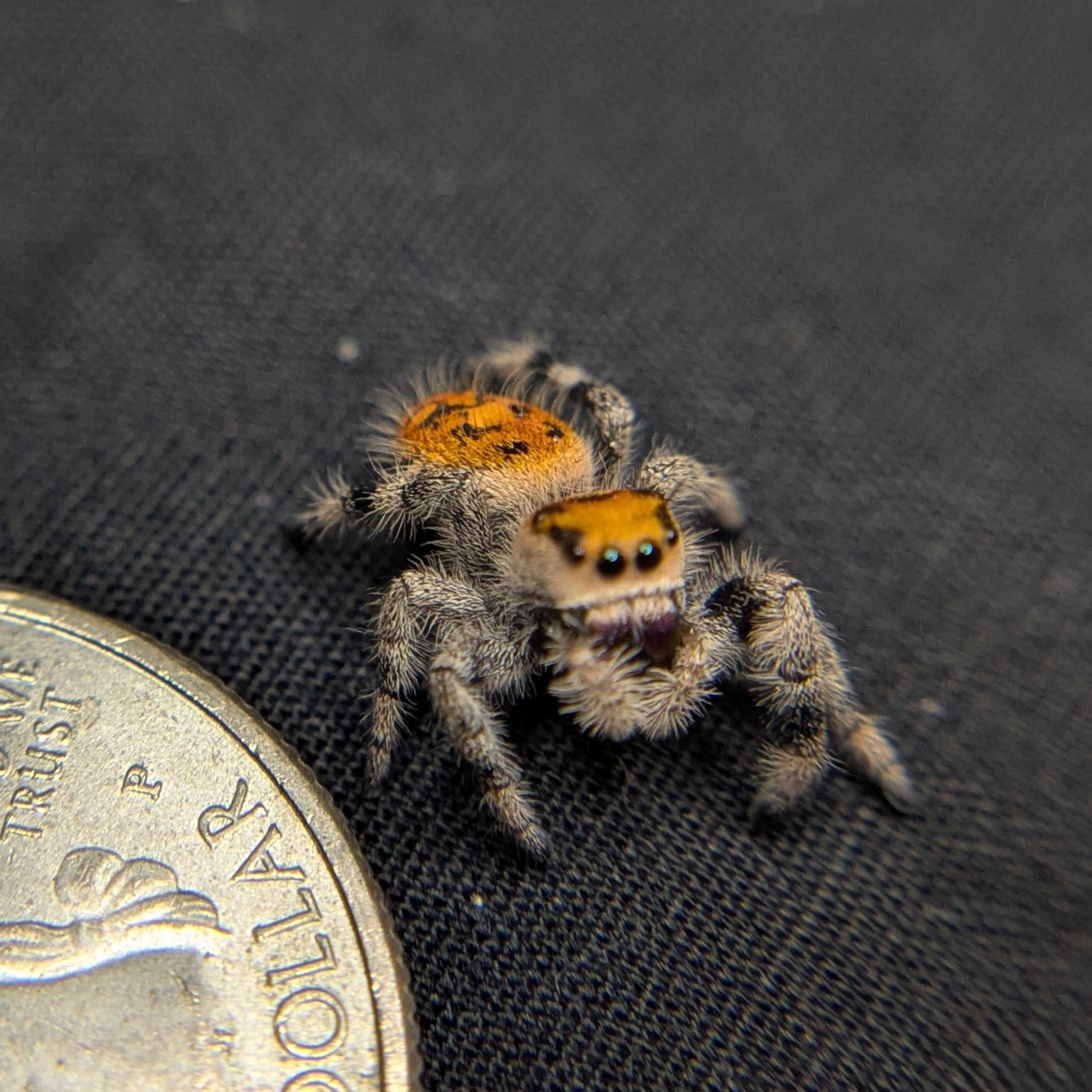 Regal Jumping Spider "Fire"