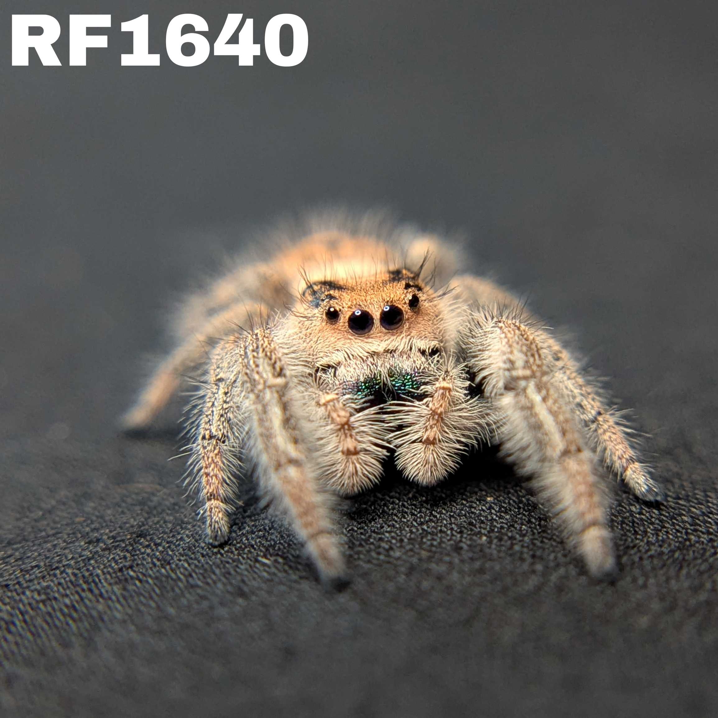 Regal Jumping Spider "Jade"