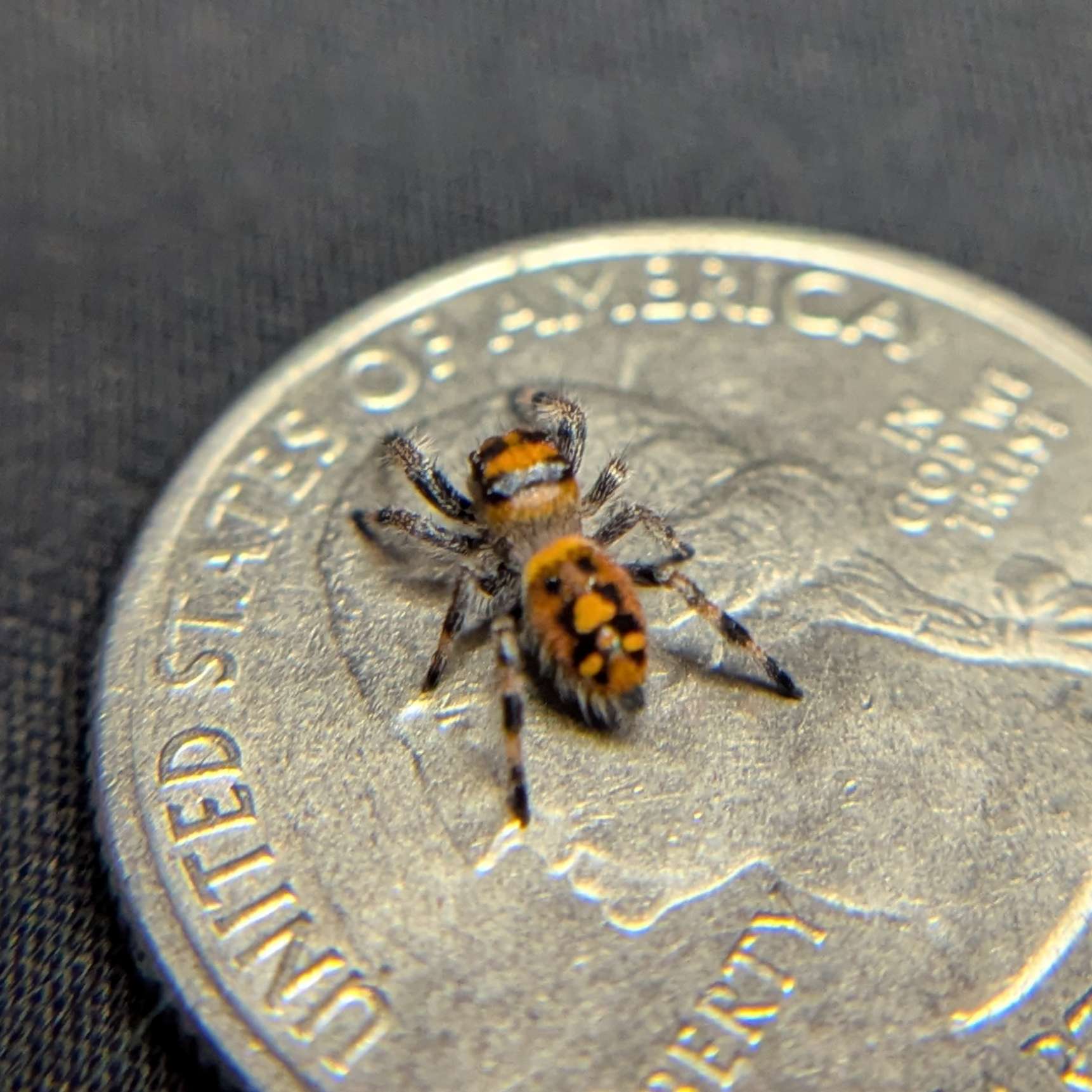 Regal Jumping Spider "Cheetah"