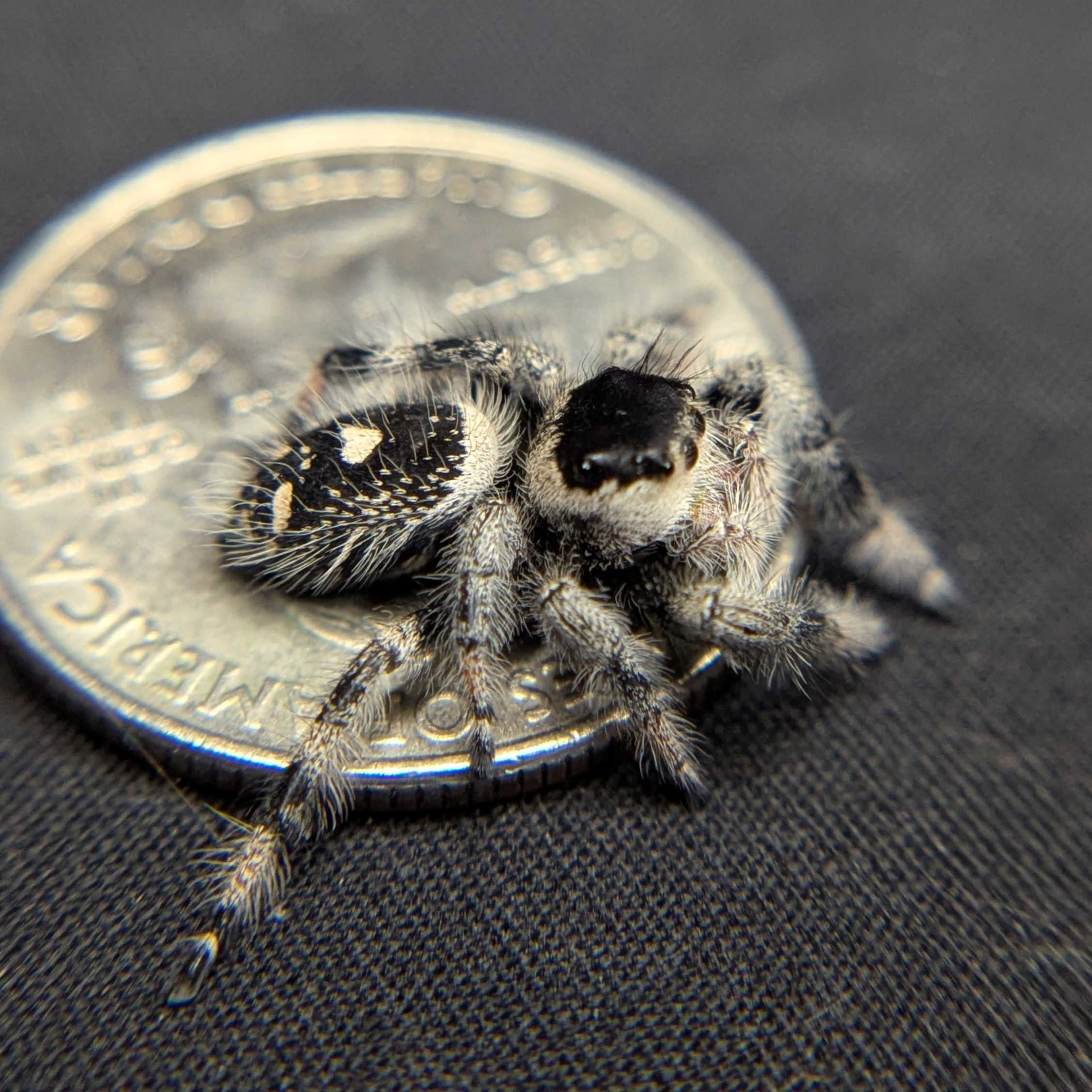Regal Jumping Spider "Comet"