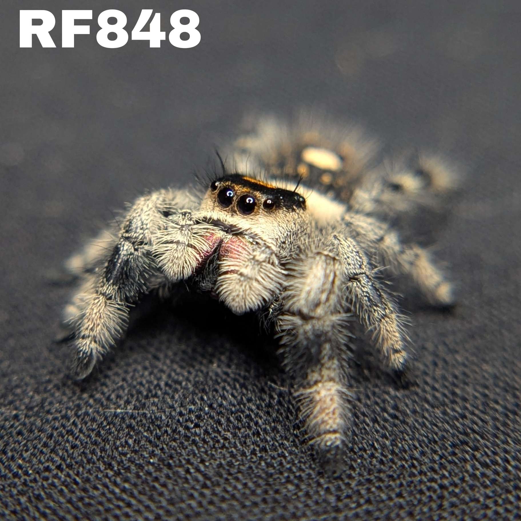 Regal Jumping Spider “Sable”