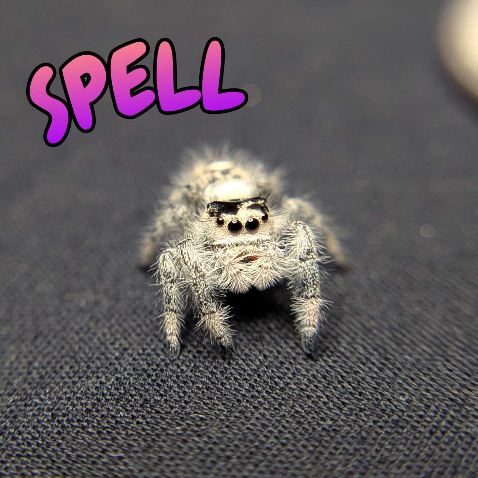 Regal Jumping Spider "Spell"