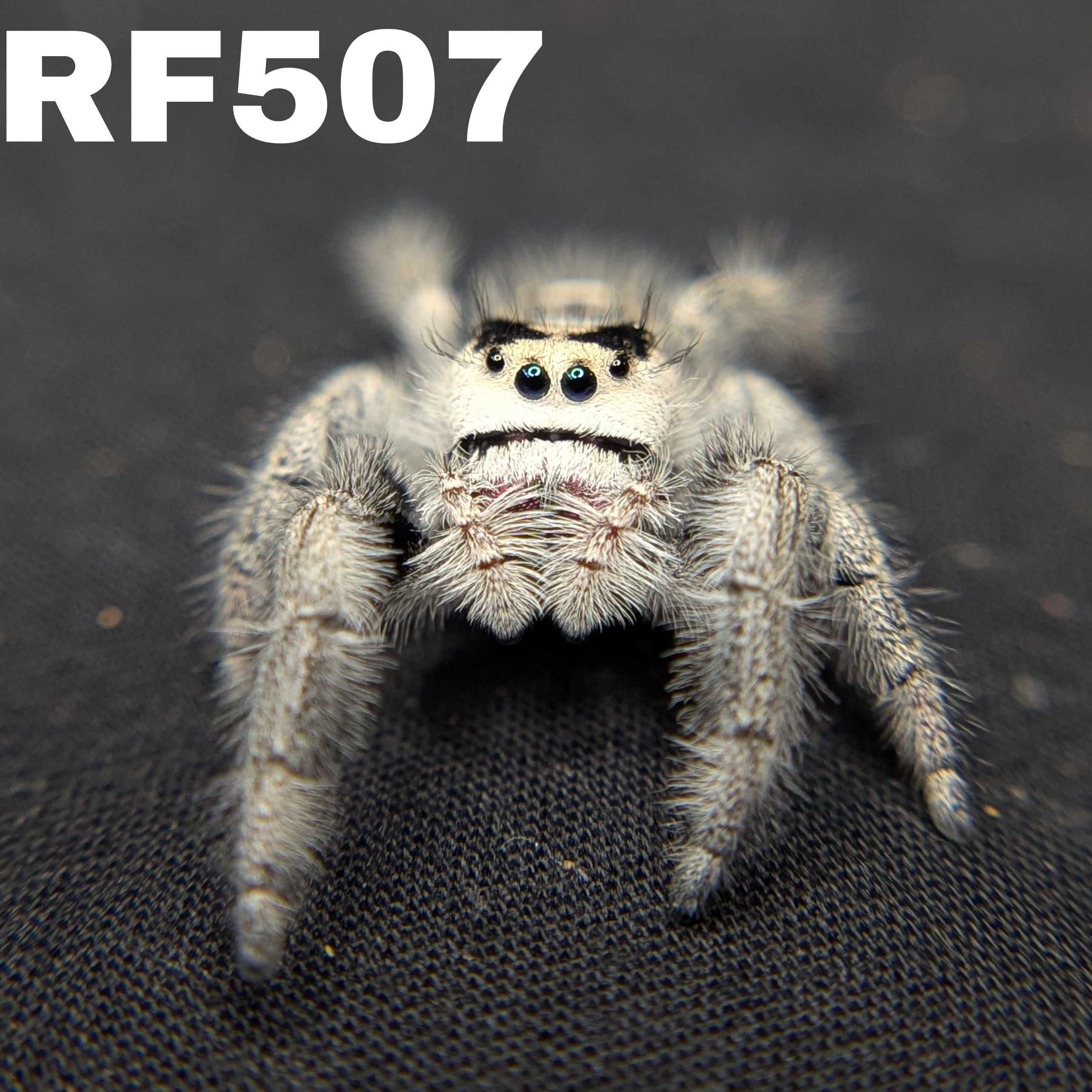 Regal Jumping Spider “Cereal Milk”