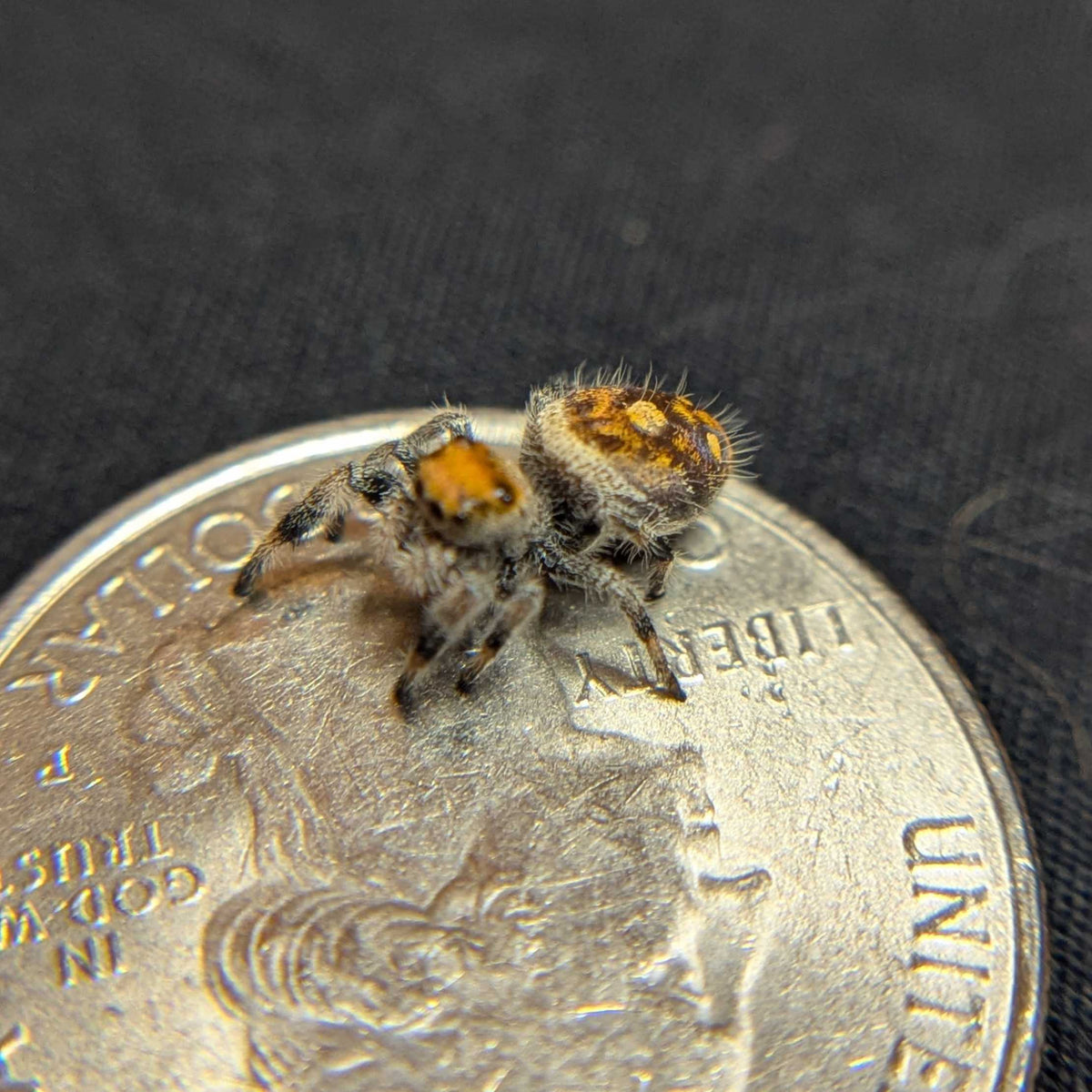 Regal Jumping Spider "Marzipan"