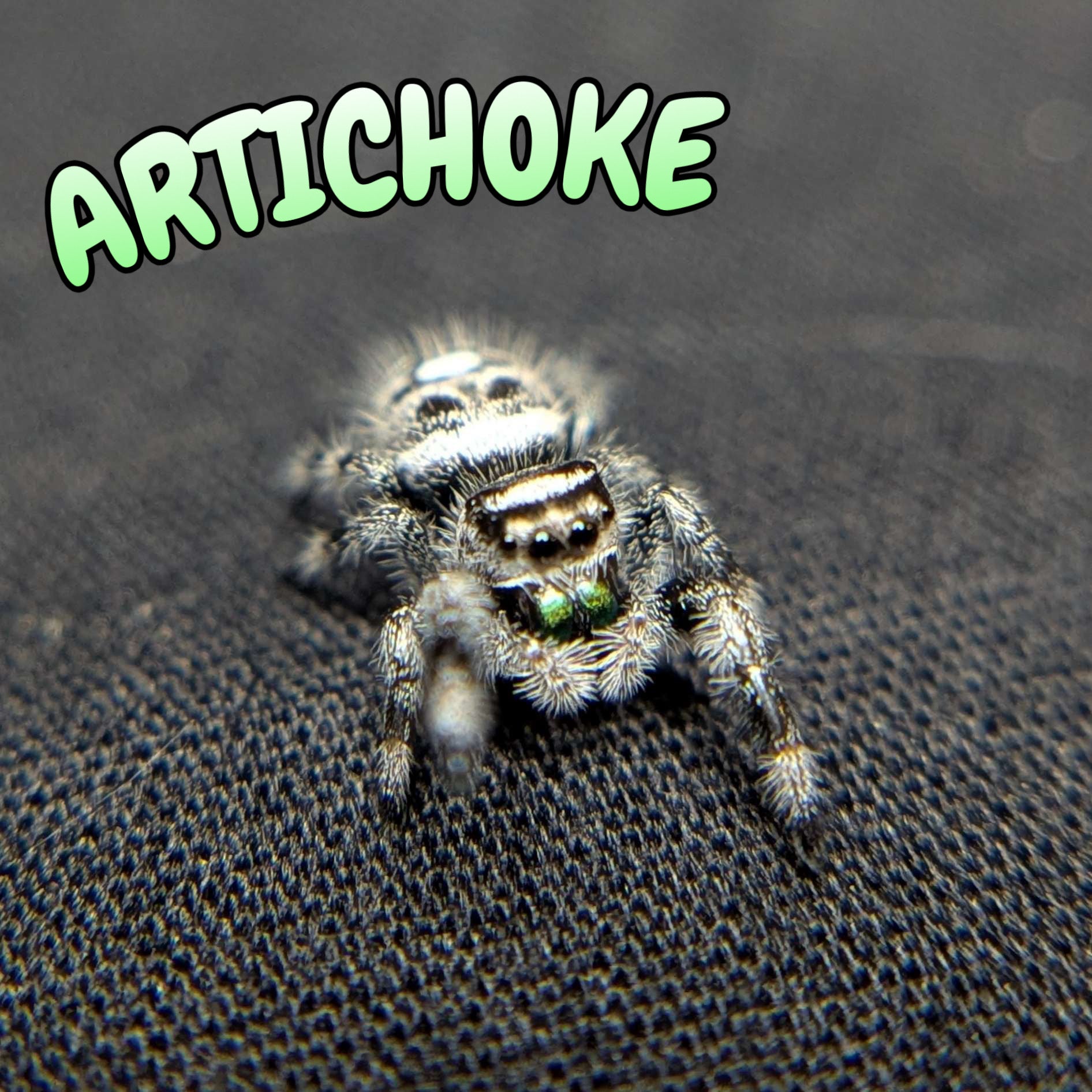 Regal Jumping Spider "Artichoke"