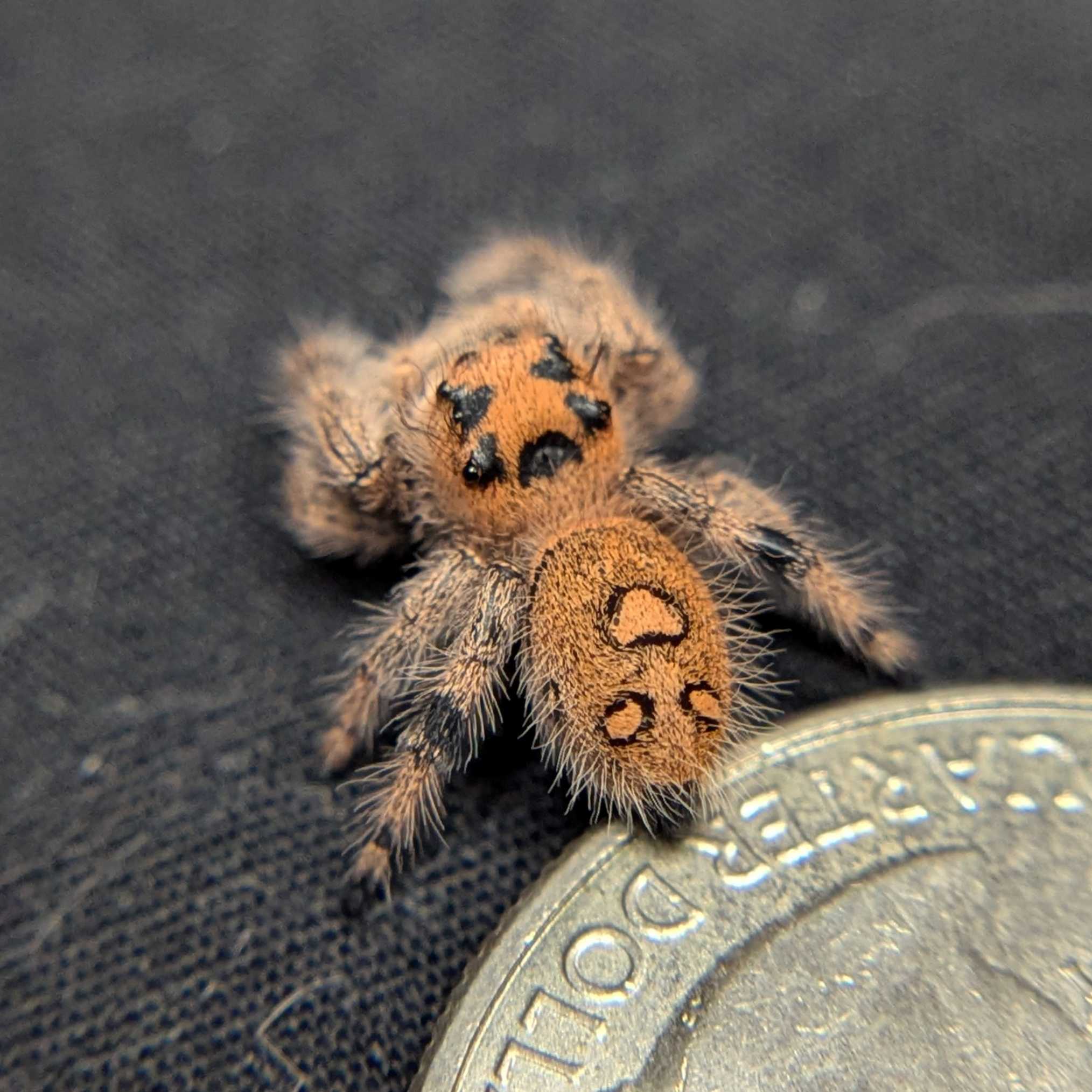 Regal Jumping Spider "Mandarin"