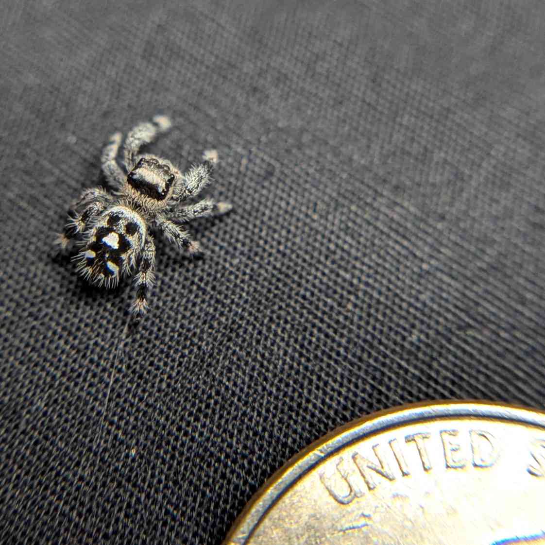 Regal Jumping Spider "Casper"