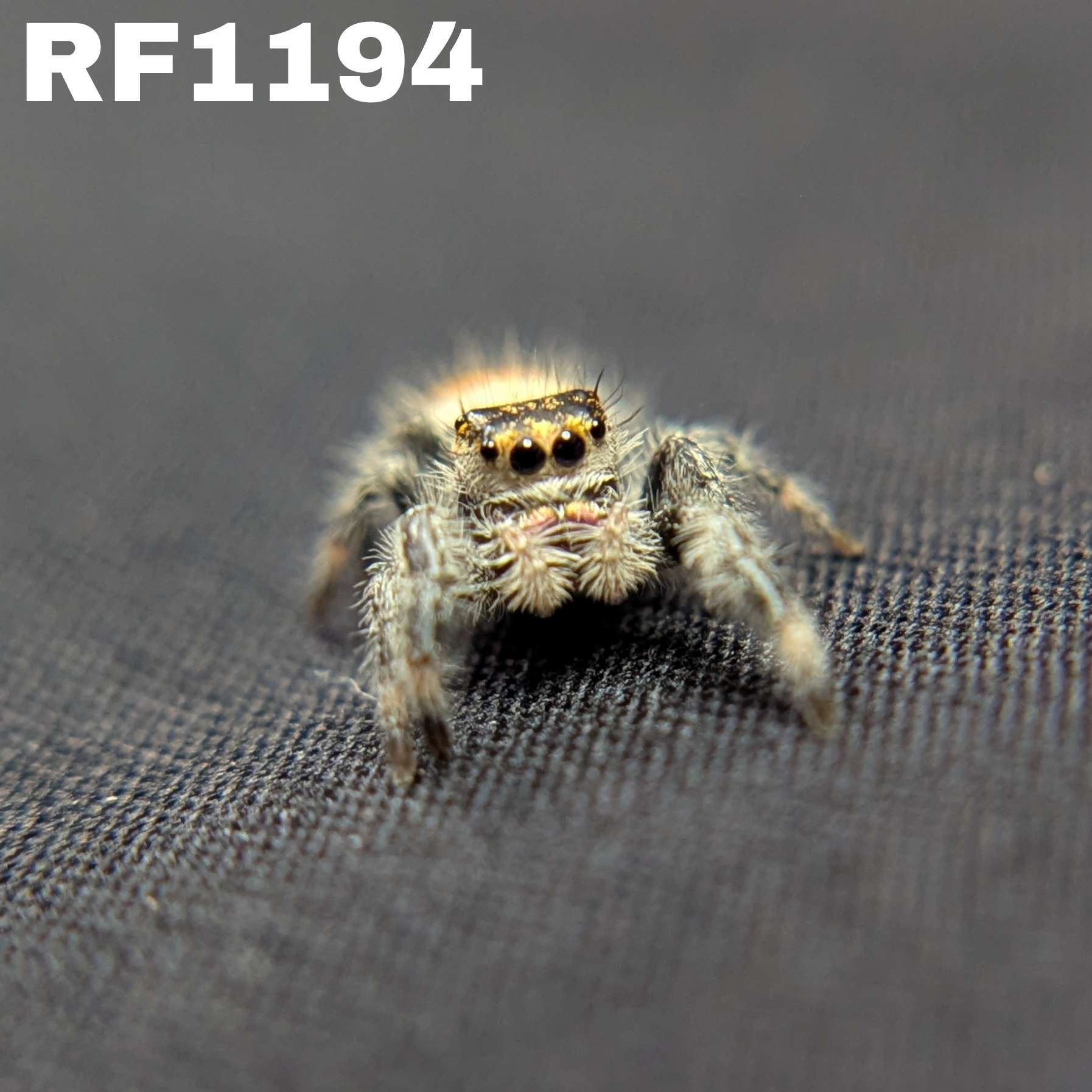 Regal Jumping Spider "Sunday"