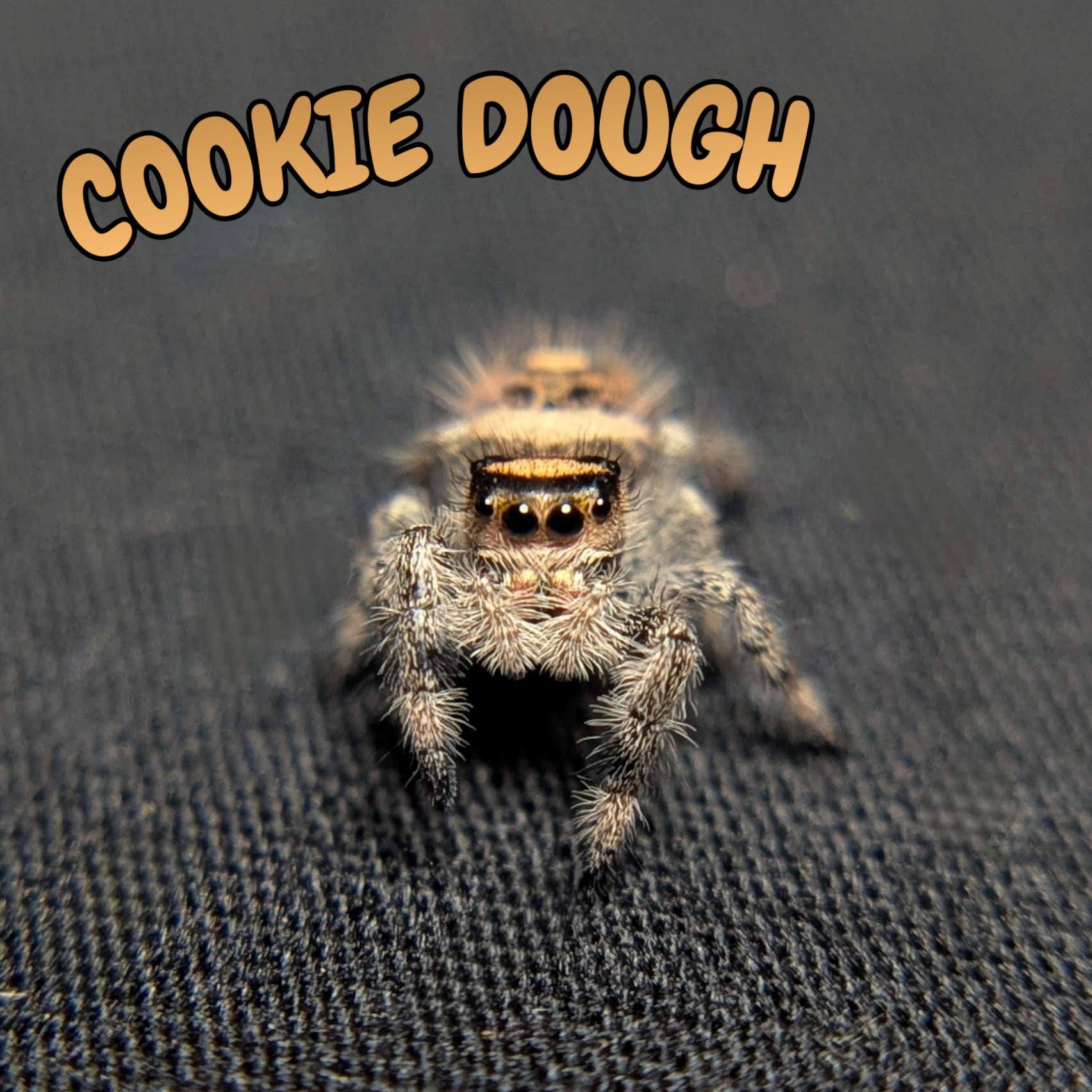 Regal Jumping Spider “Cookie Dough”