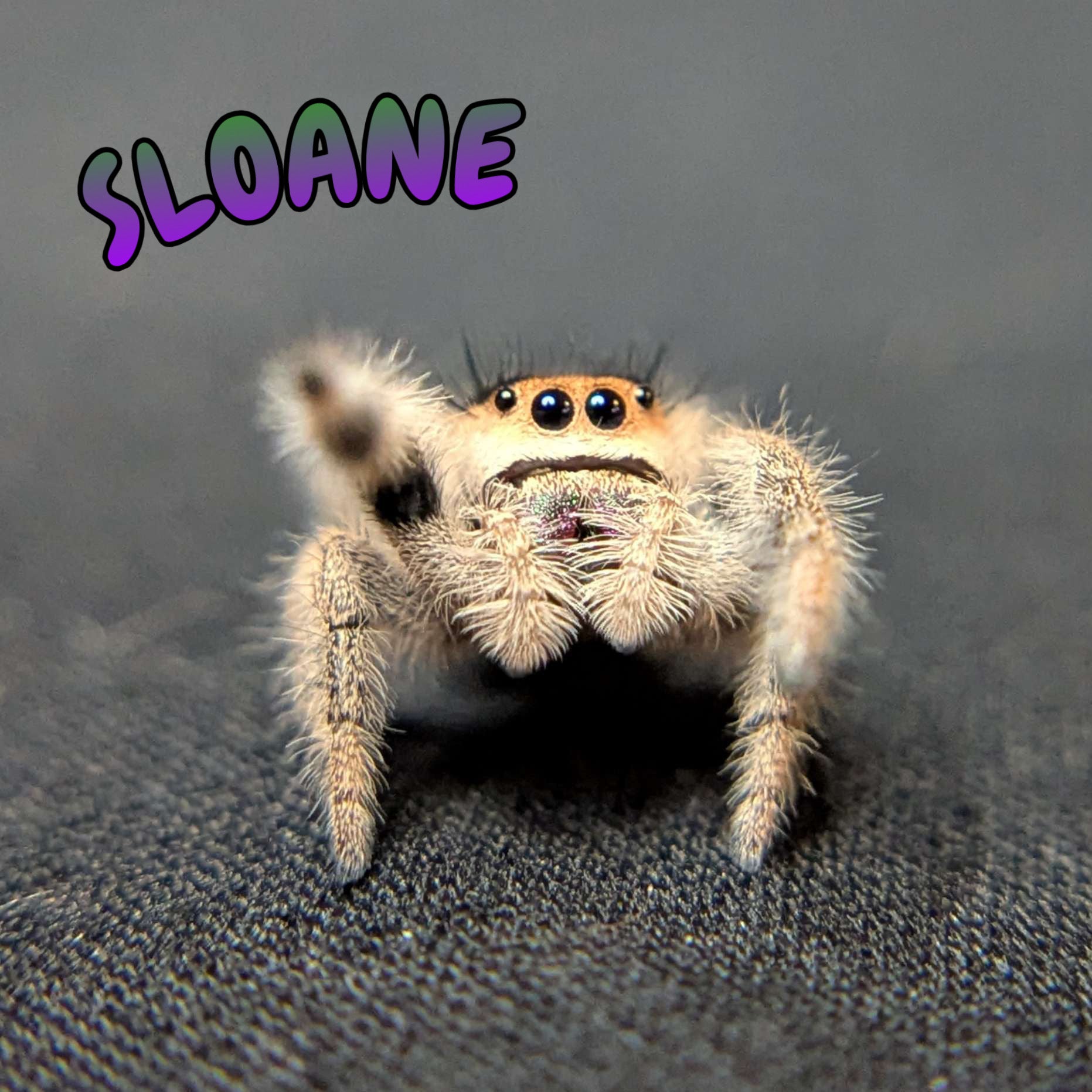 Regal Jumping Spider "Sloane"