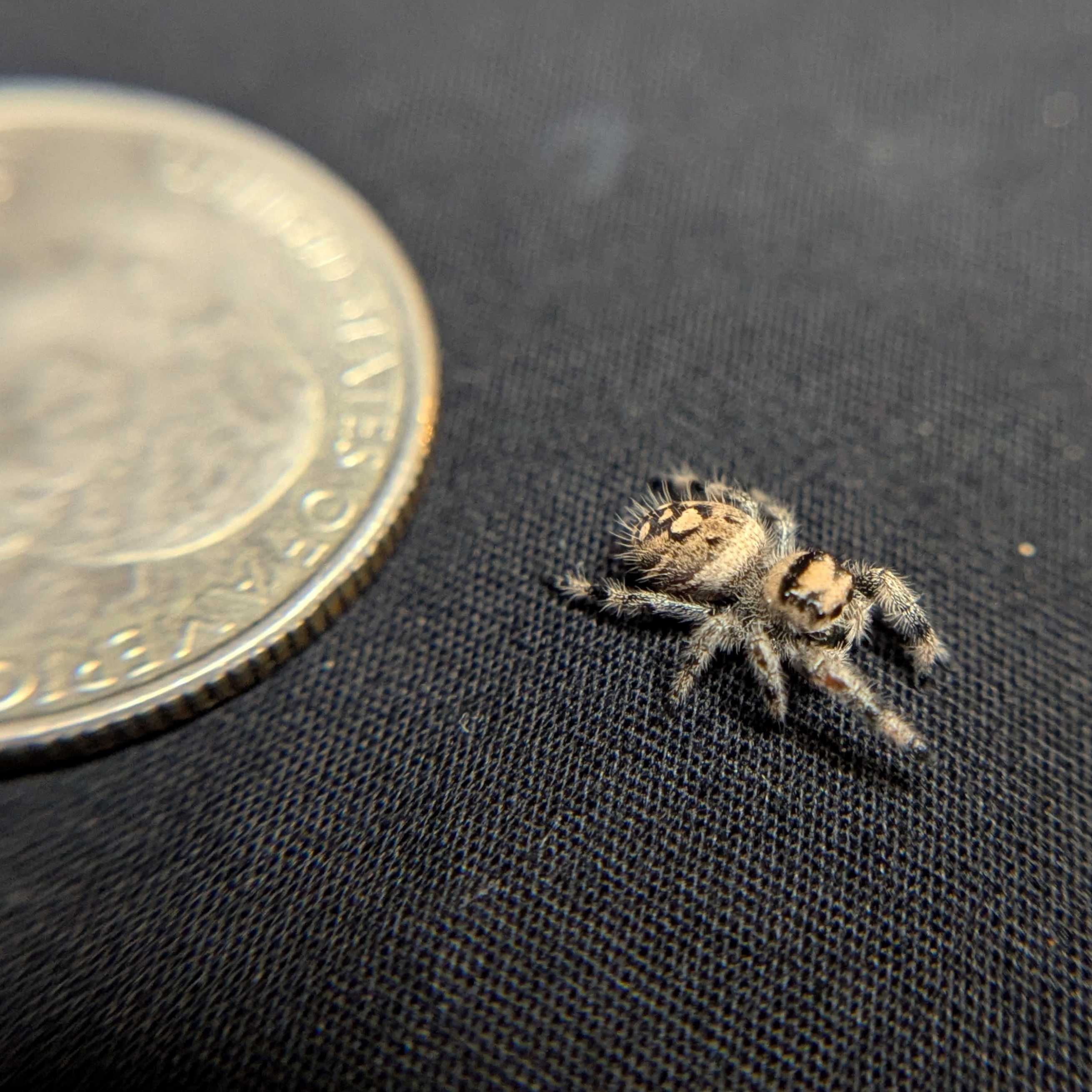 Regal Jumping Spider "Marzipan"