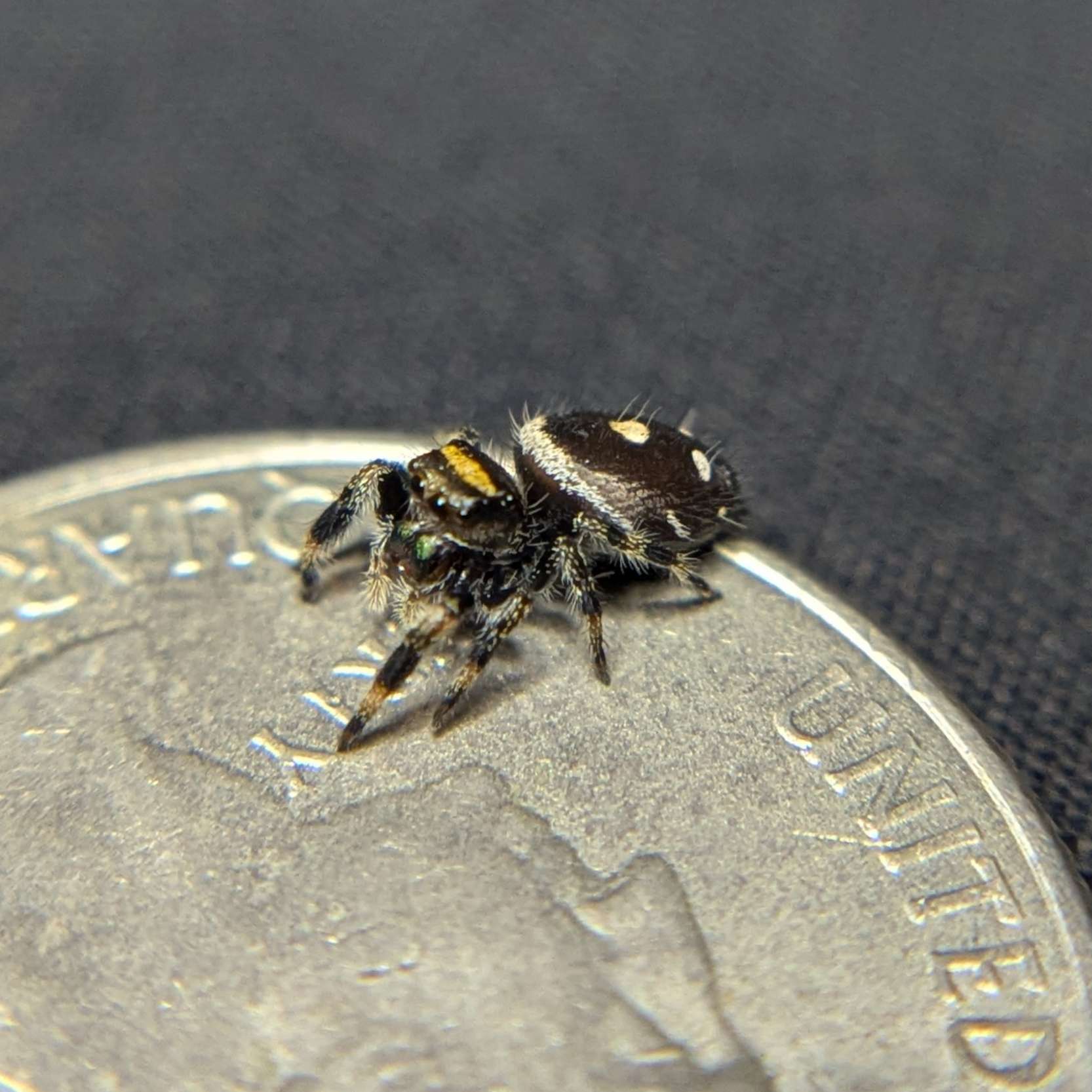 Regal Jumping Spider "Toxic"