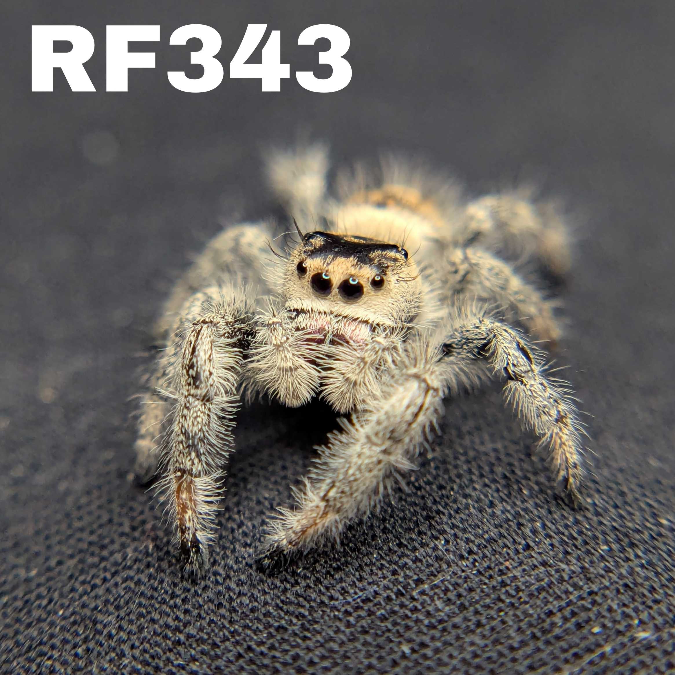Regal Jumping Spider "Baguette"