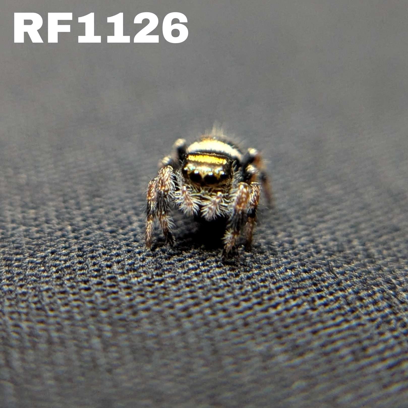 Regal Jumping Spider "Star"