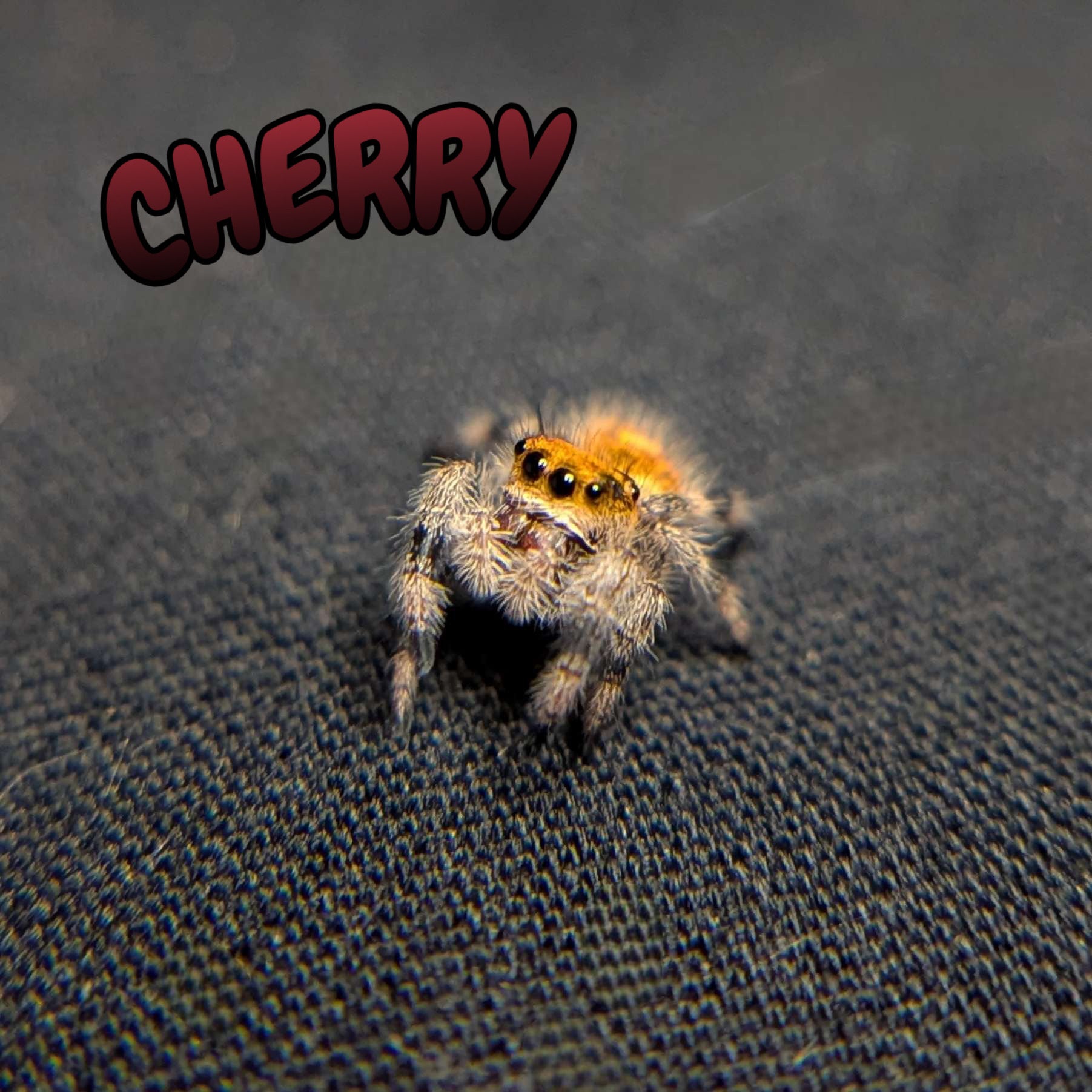 Regal Jumping Spider "Cherry"