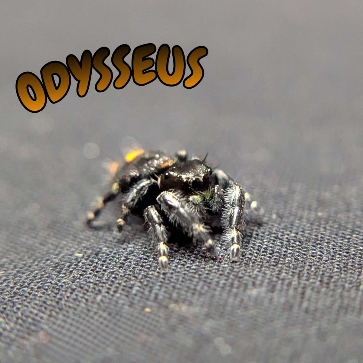 Audax Bryantae Jumping Spider "Odysseus"