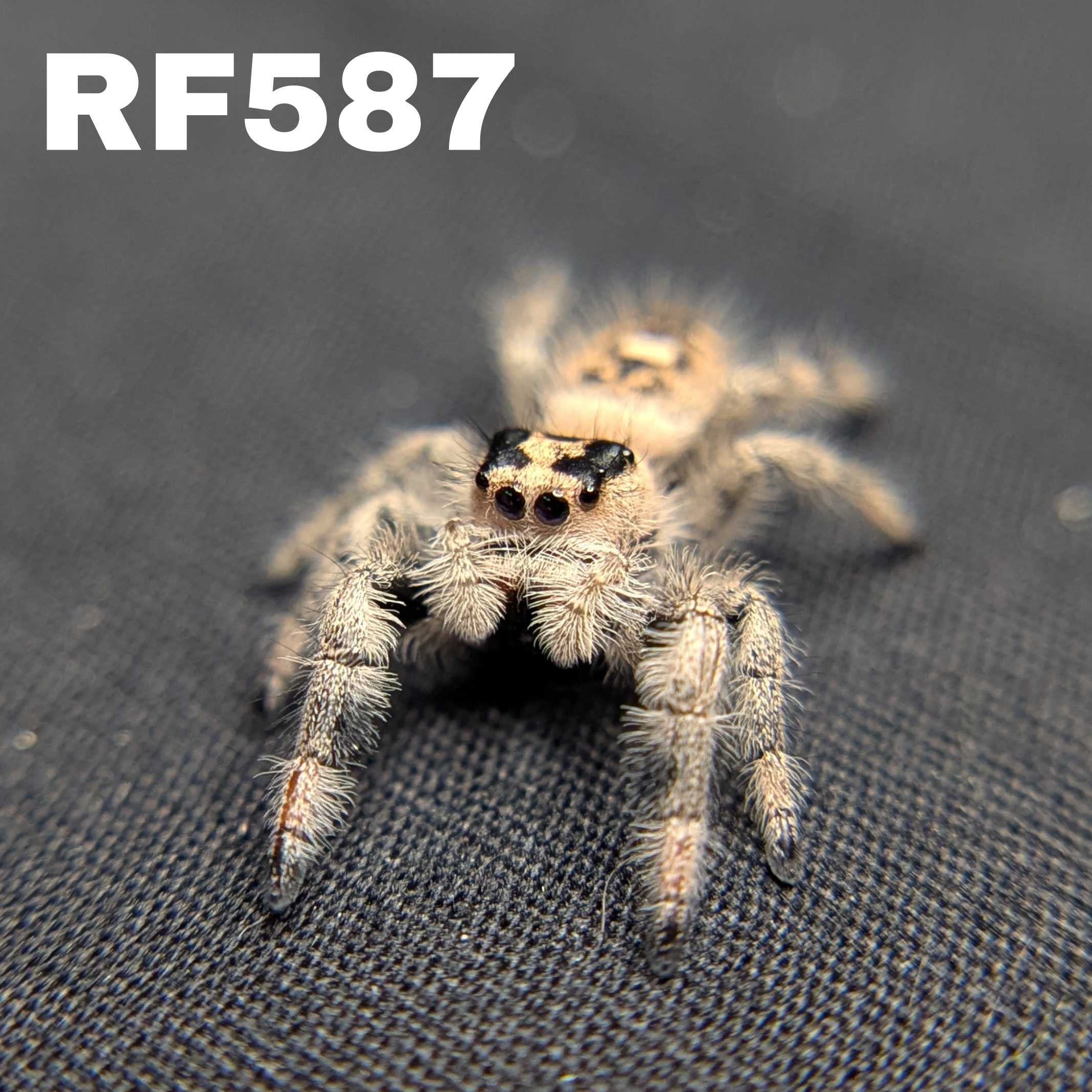 Regal Jumping Spider "Taffy"