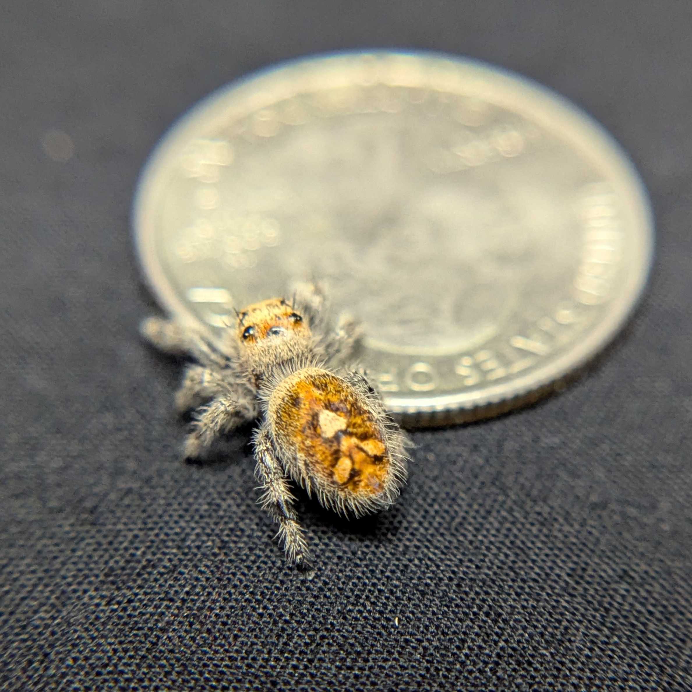Regal Jumping Spider "Flower"