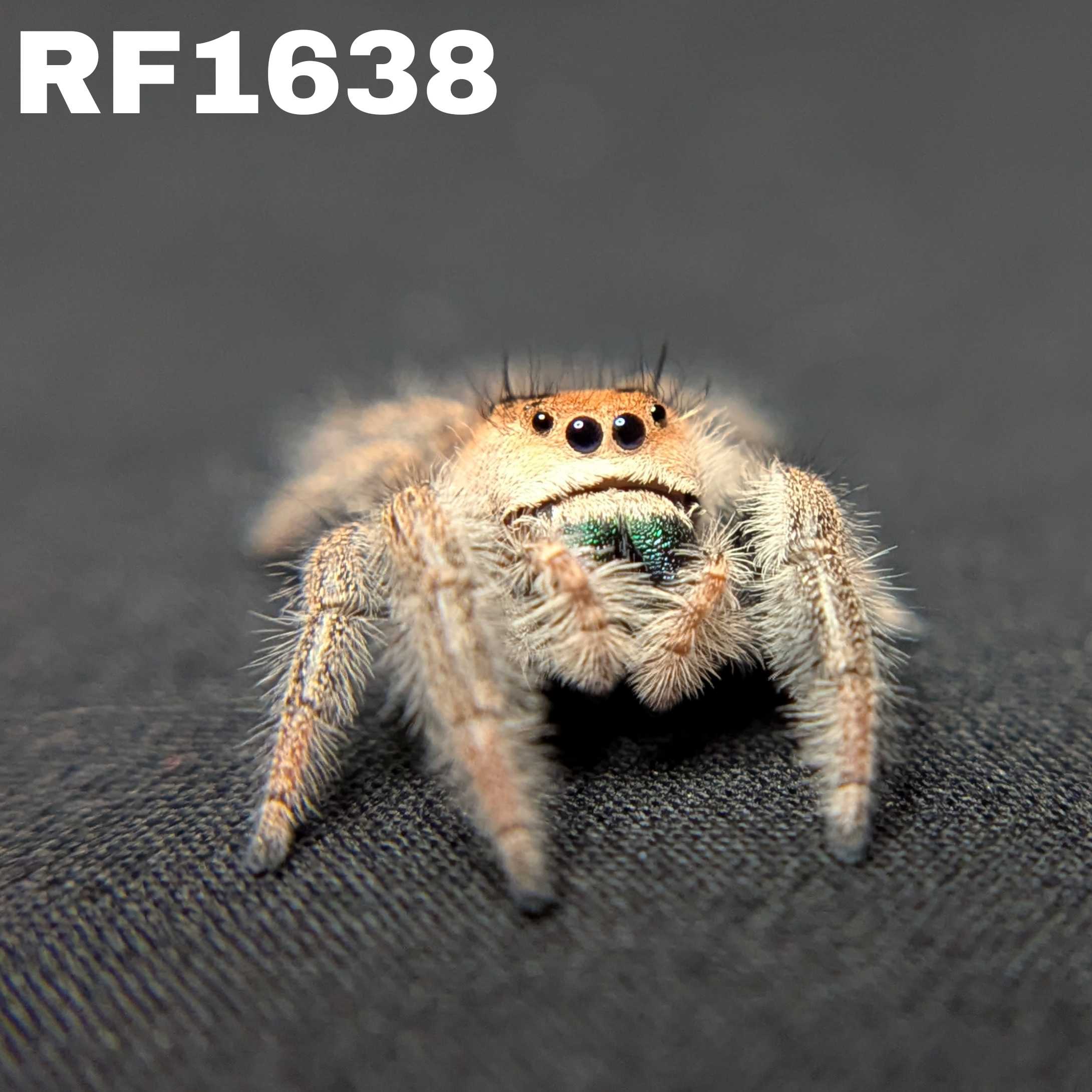 Regal Jumping Spider "Kelp"