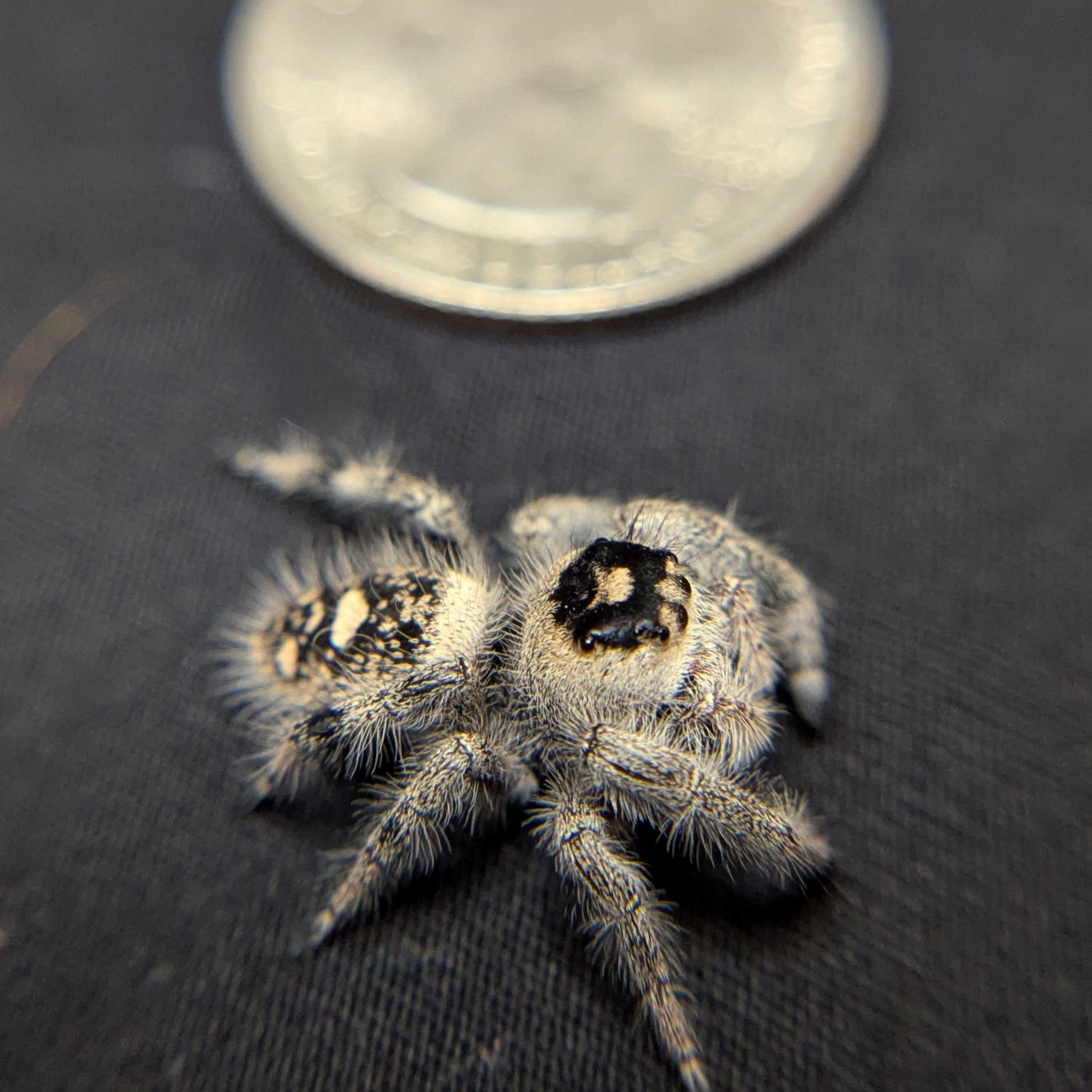 Regal Jumping Spider "Dancer"
