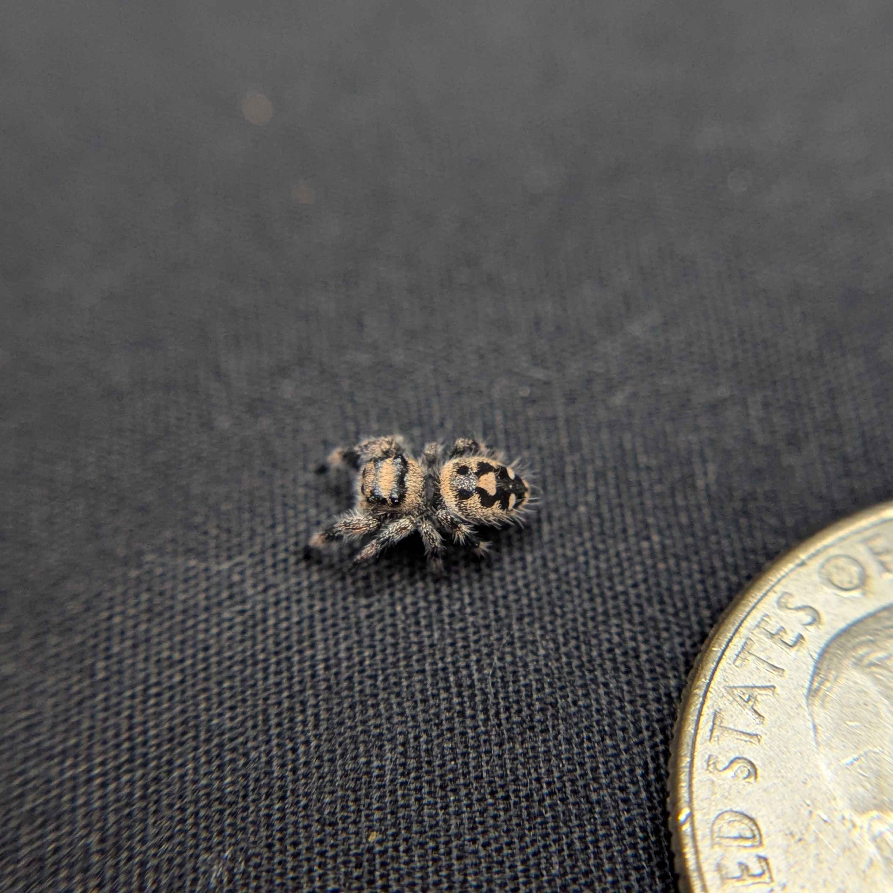 Regal Jumping Spider "Turkey"