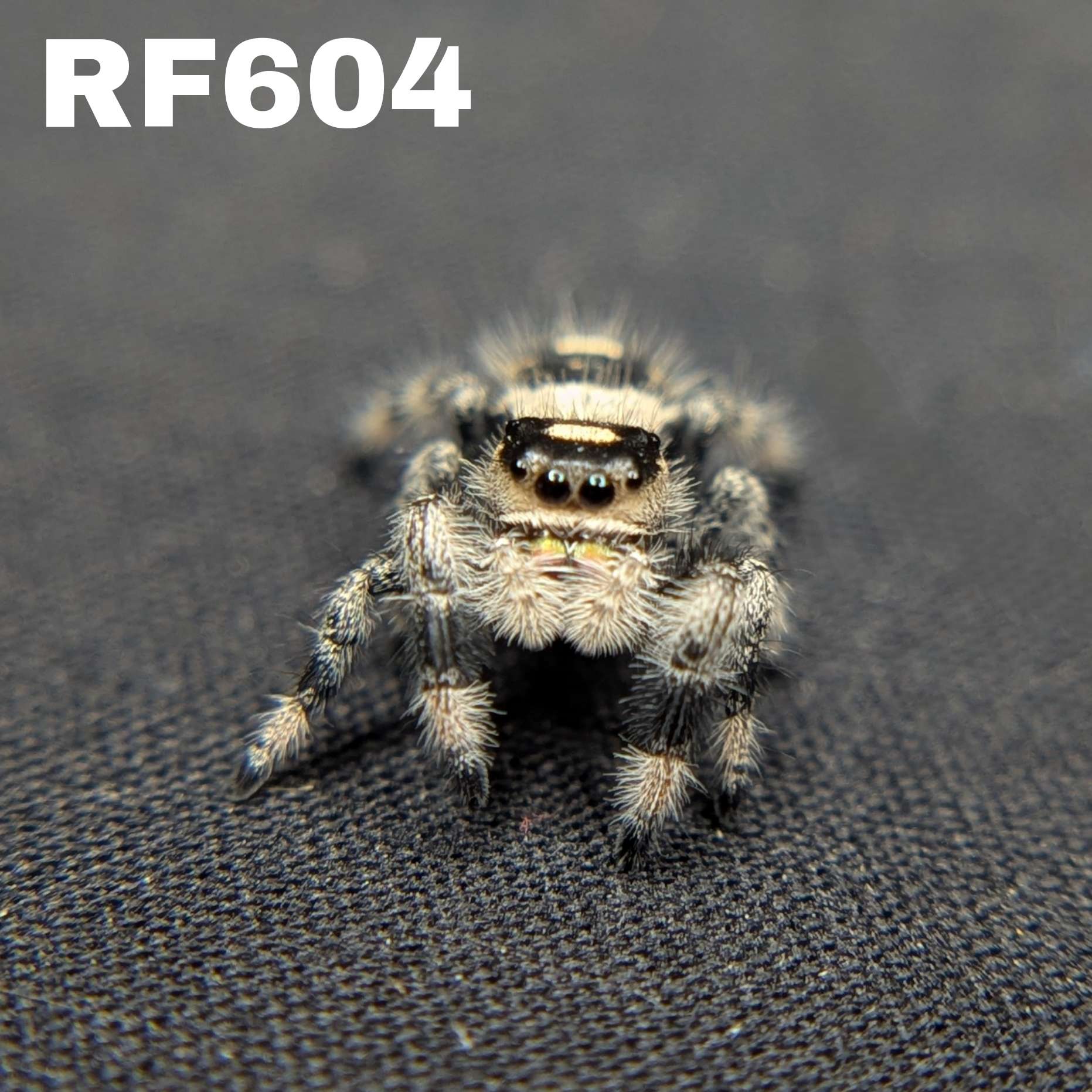 Regal Jumping Spider "Toasty"