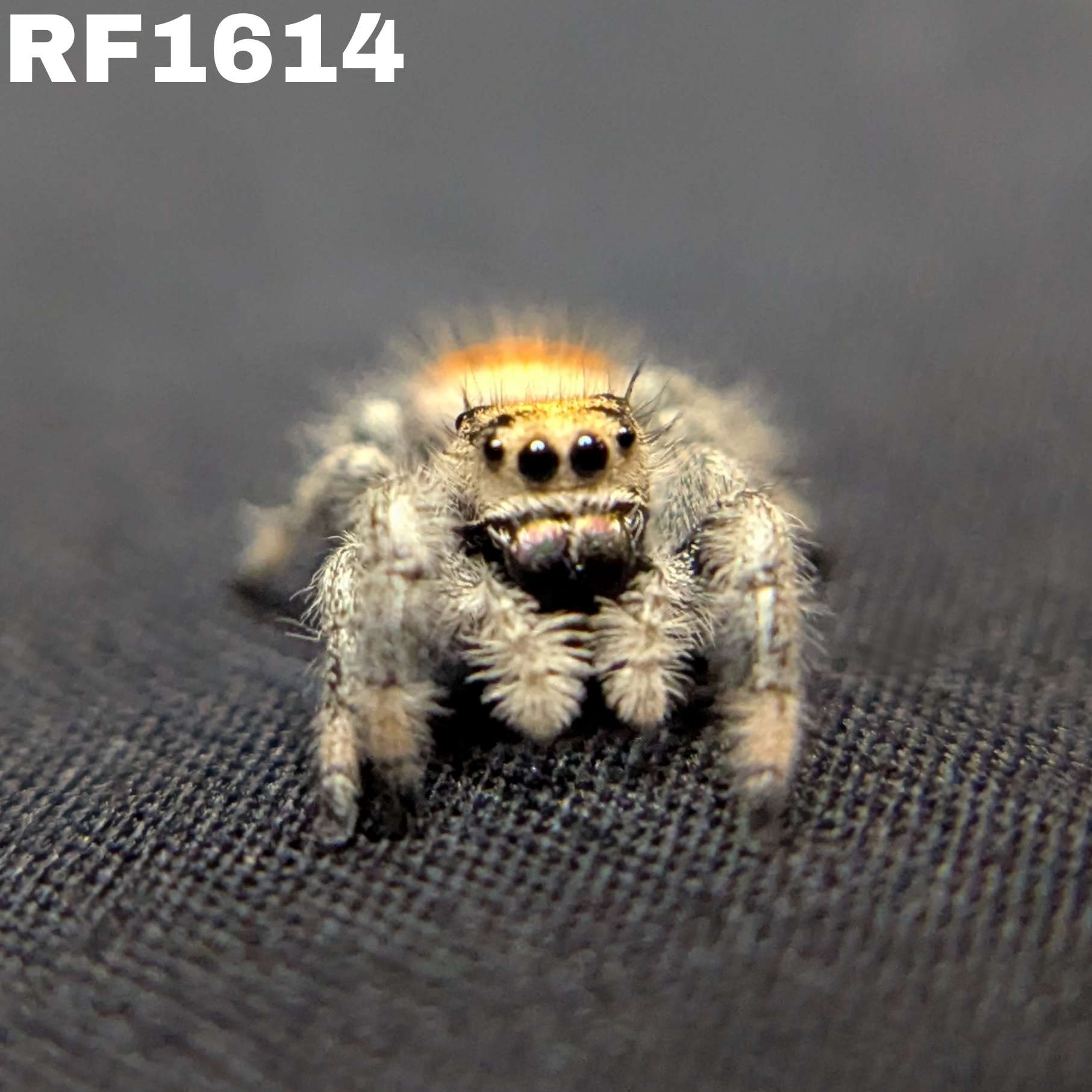 Regal Jumping Spider "Firecracker"