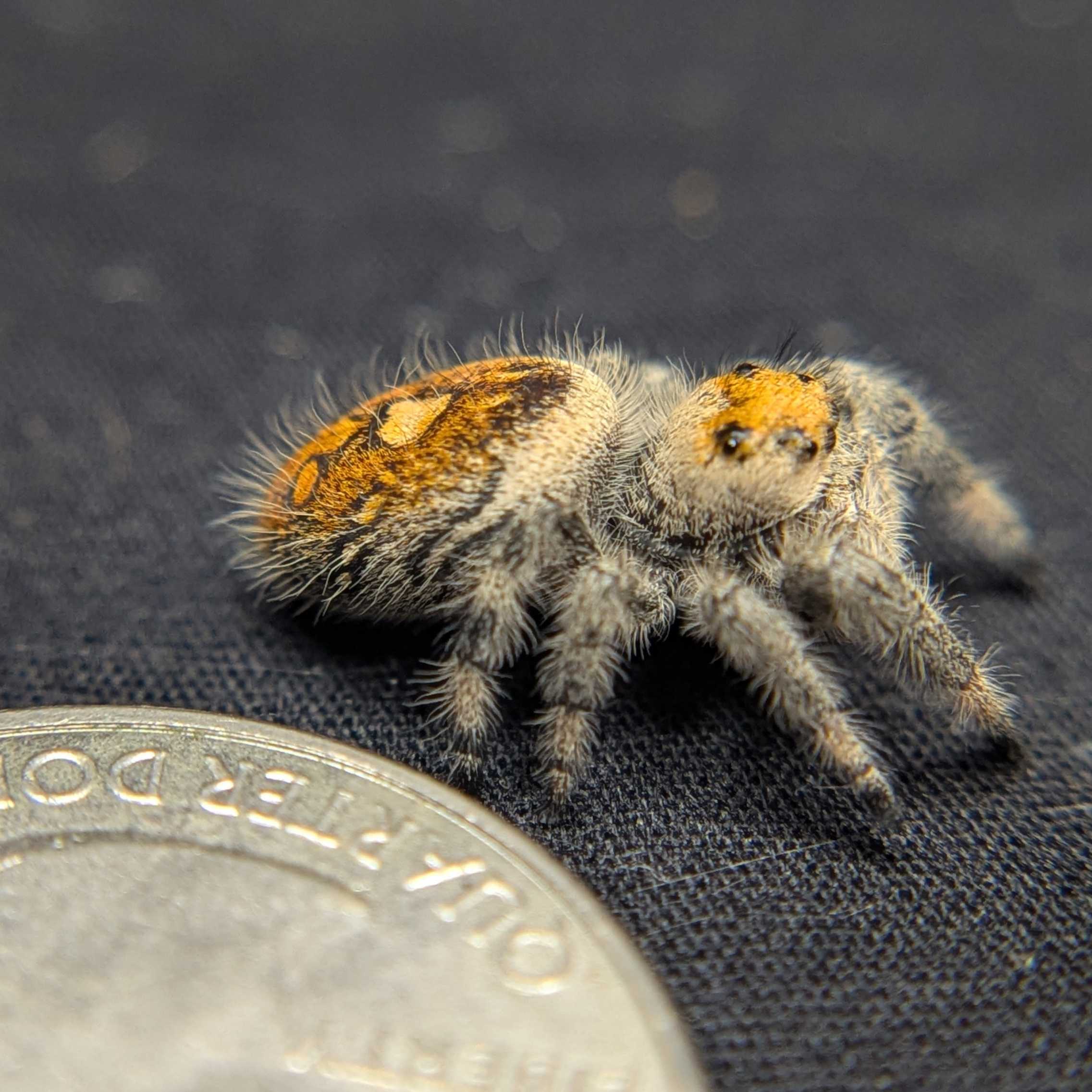 Regal Jumping Spider “Marigold”