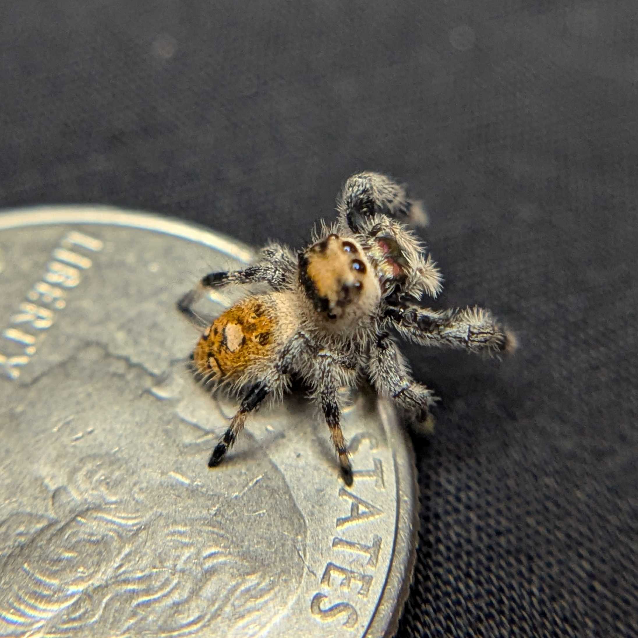 Regal Jumping Spider "Heat"