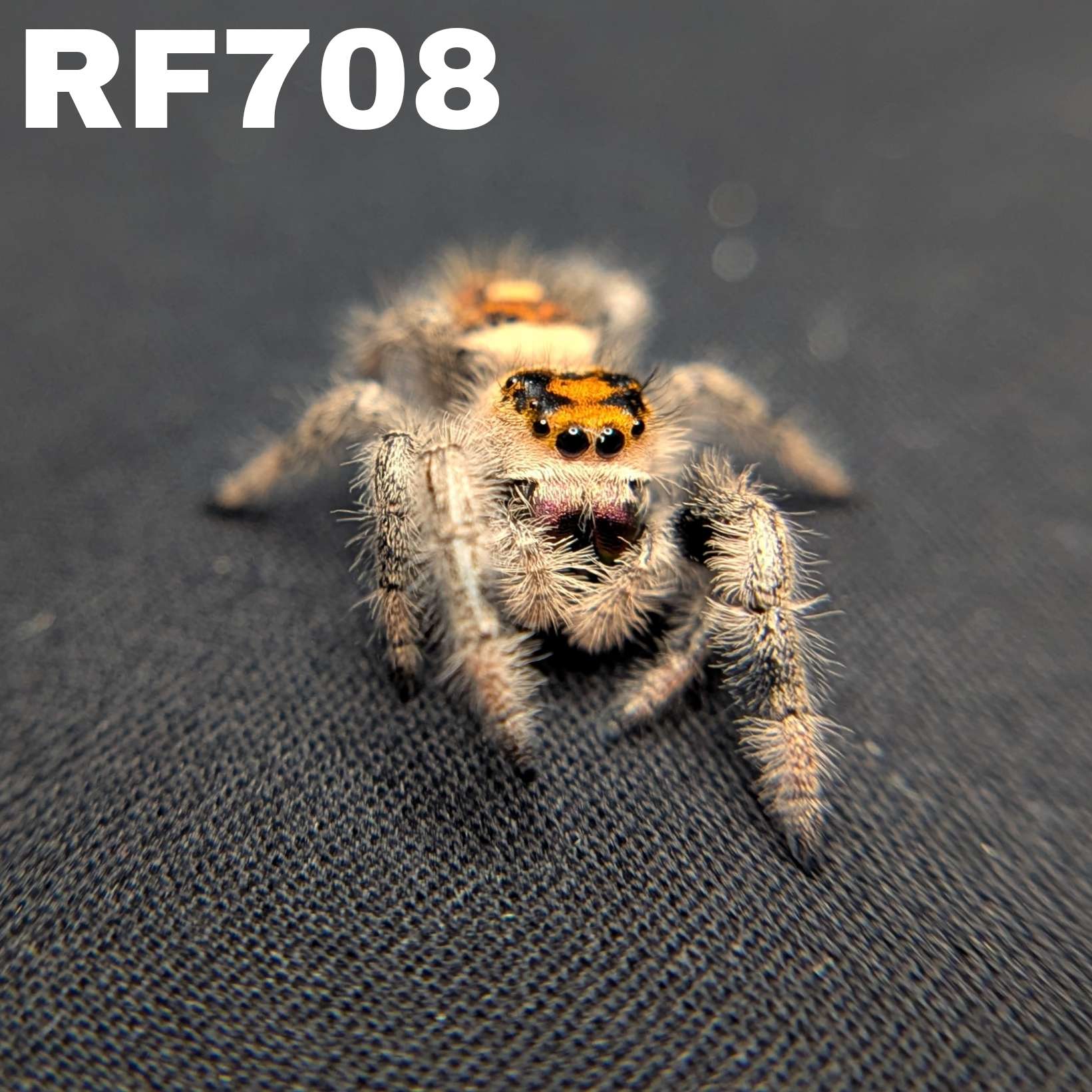 Regal Jumping Spider "Orange"