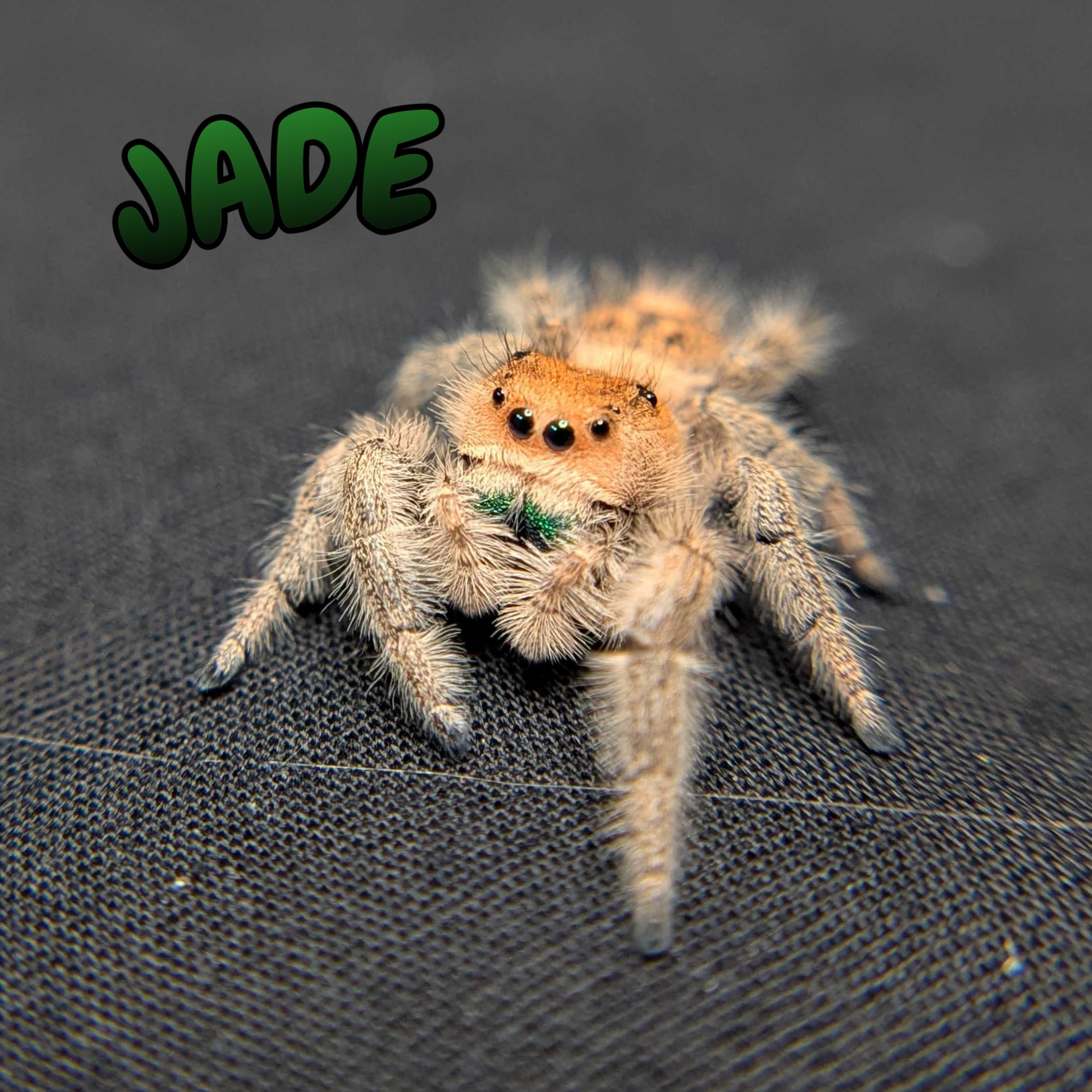 Regal Jumping Spider "Jade"