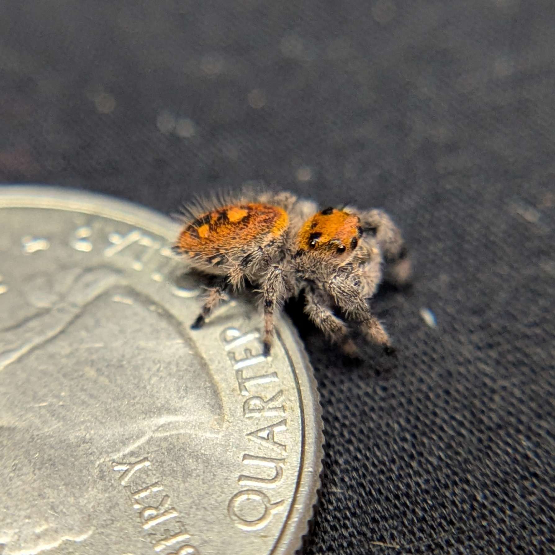 Regal Jumping Spider “Gooseberry”