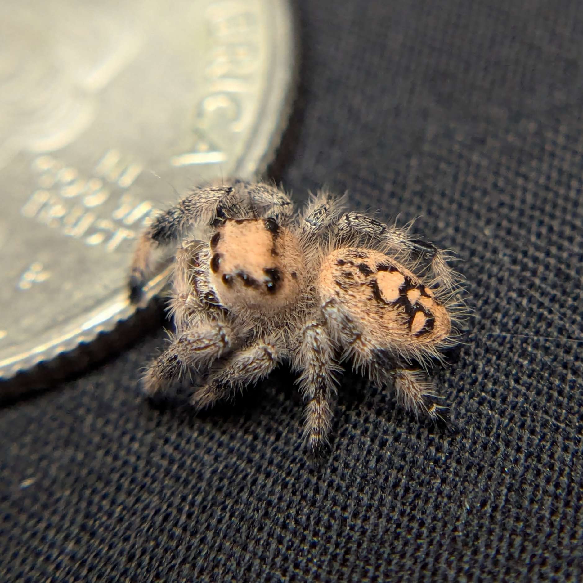 Regal Jumping Spider "Peach"