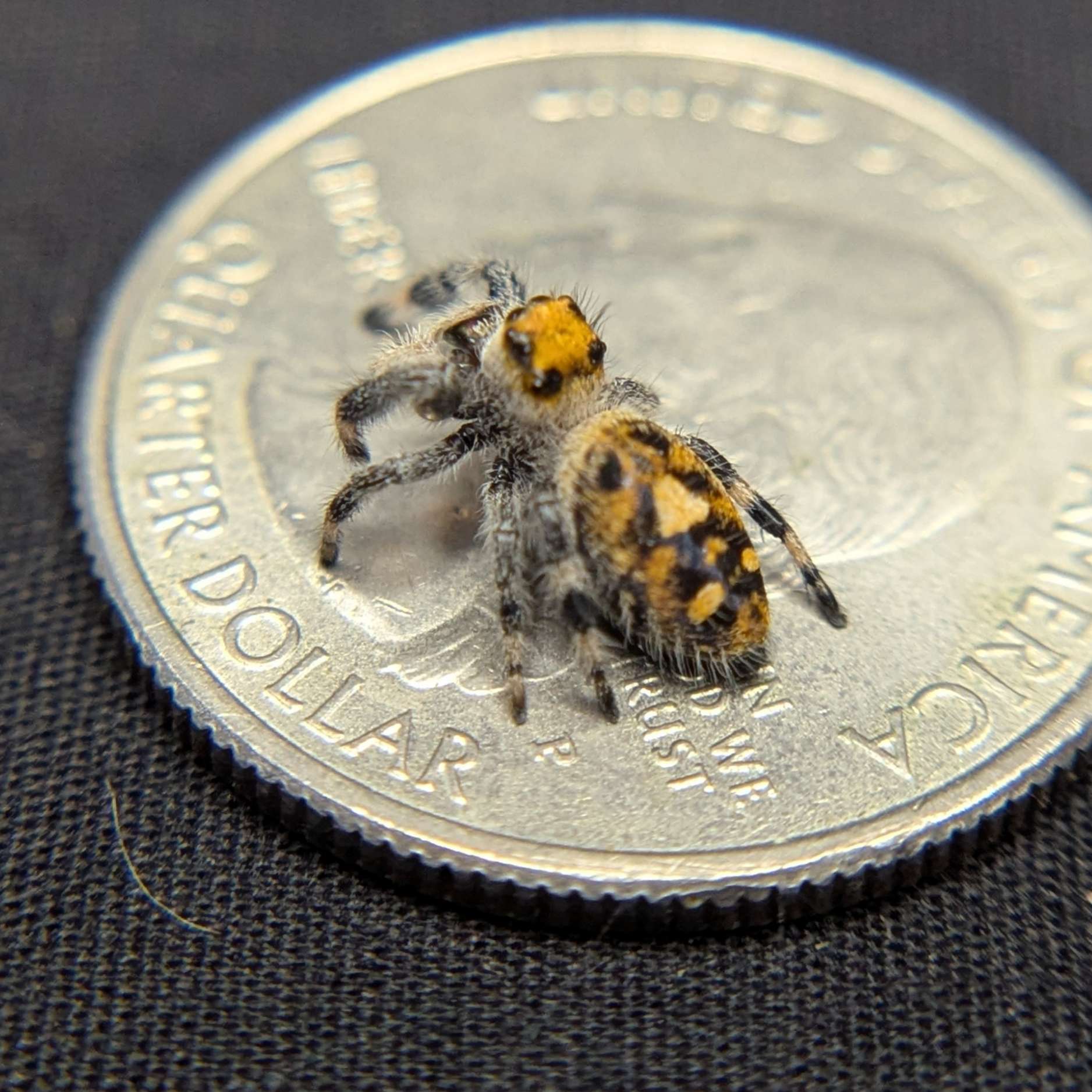 Regal Jumping Spider "Rusty"