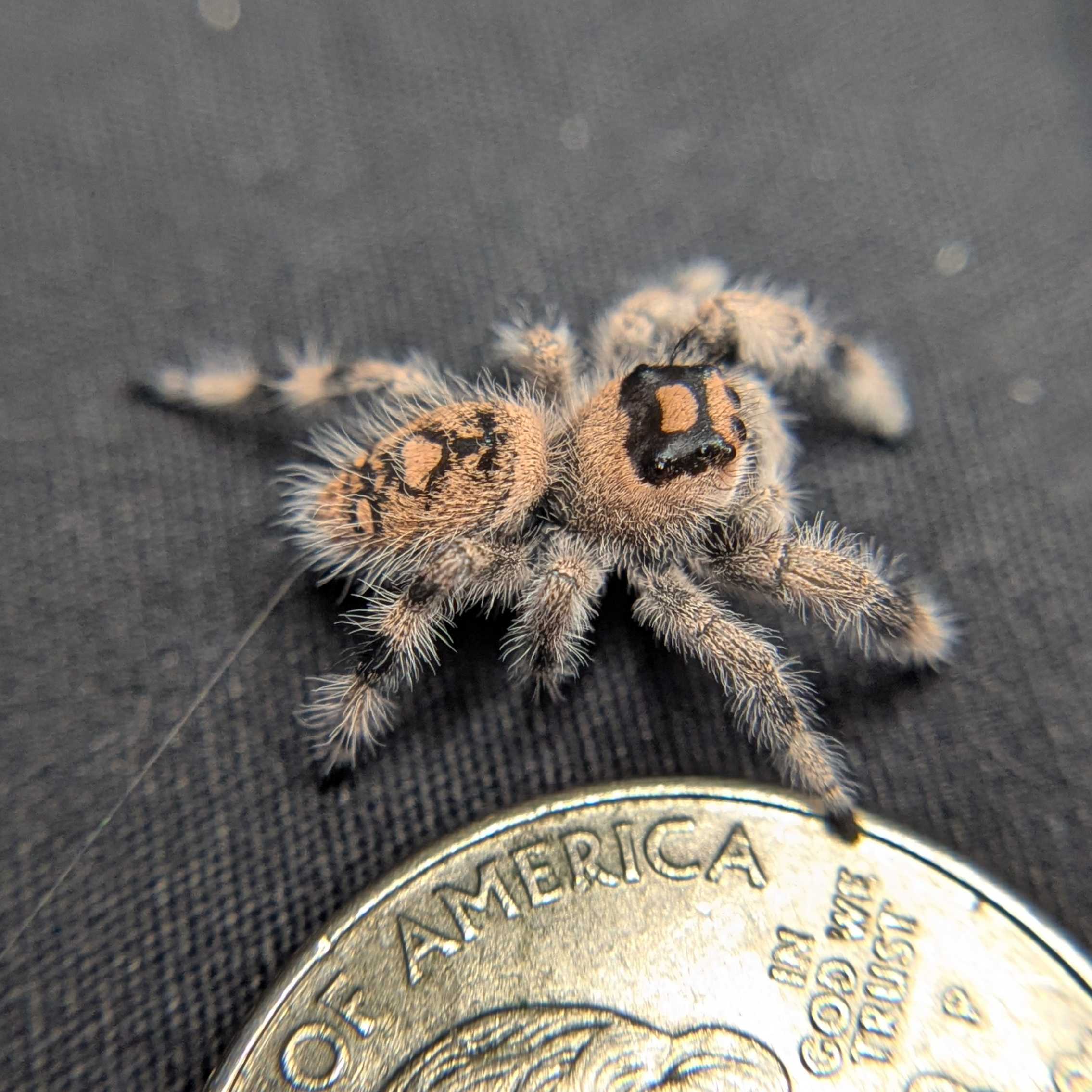 Regal Jumping Spider "Paradise"