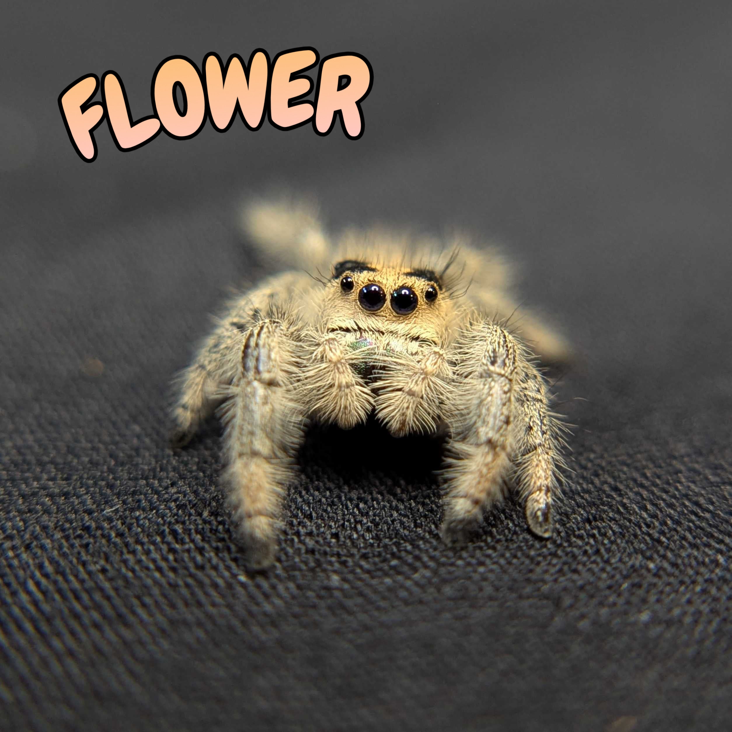 Regal Jumping Spider "Flower"