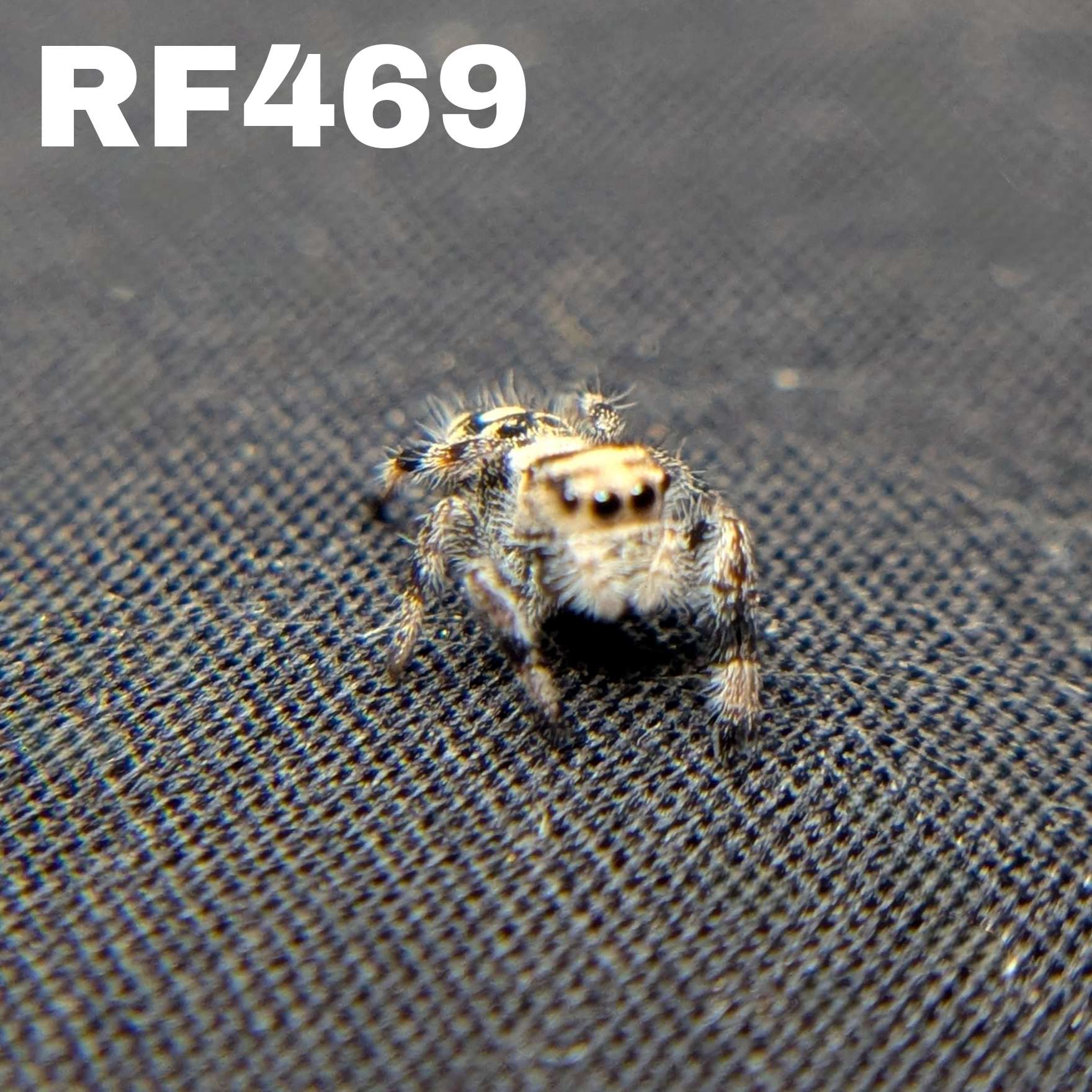 Regal Jumping Spider "Cinnasnug"