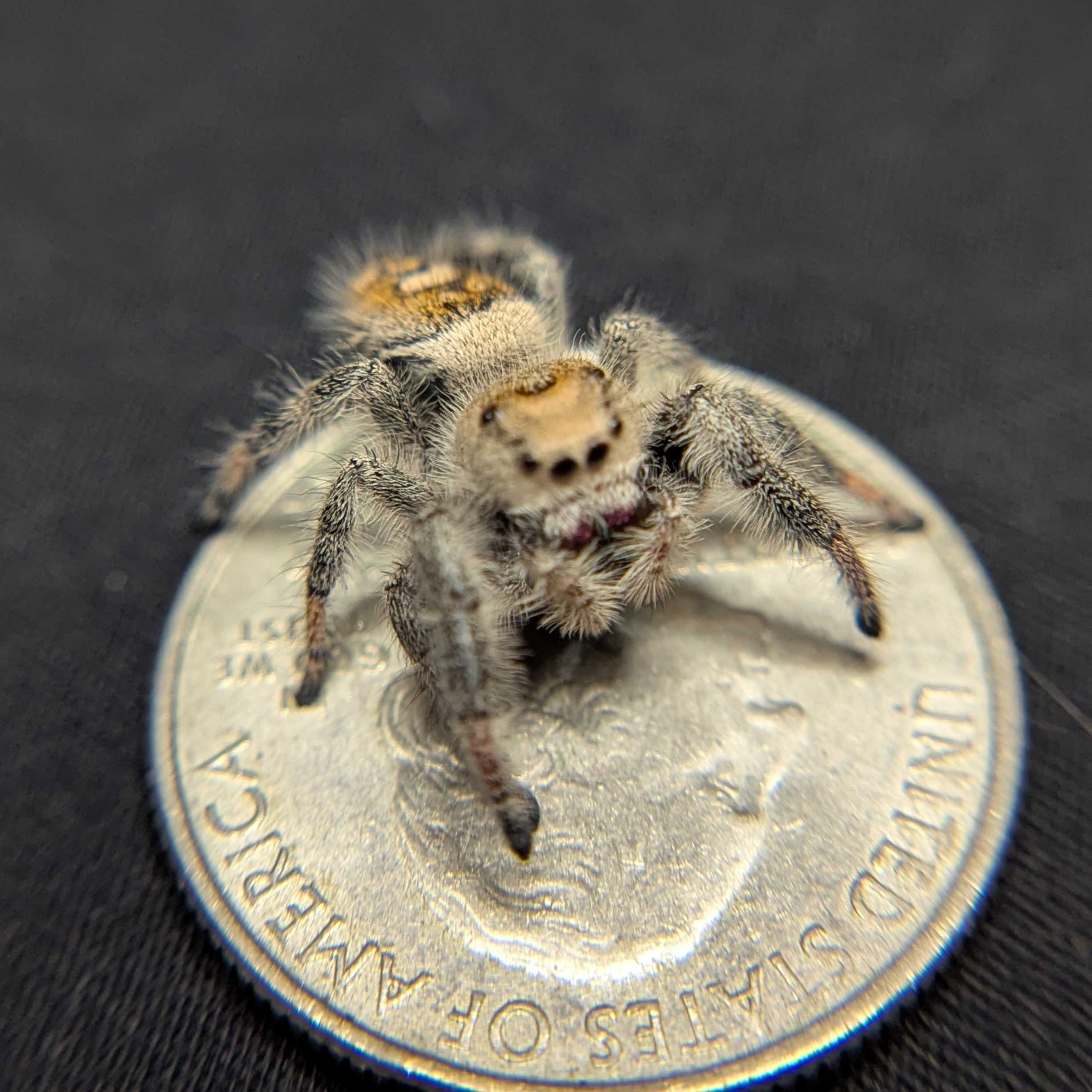 Regal Jumping Spider "Raspberry"