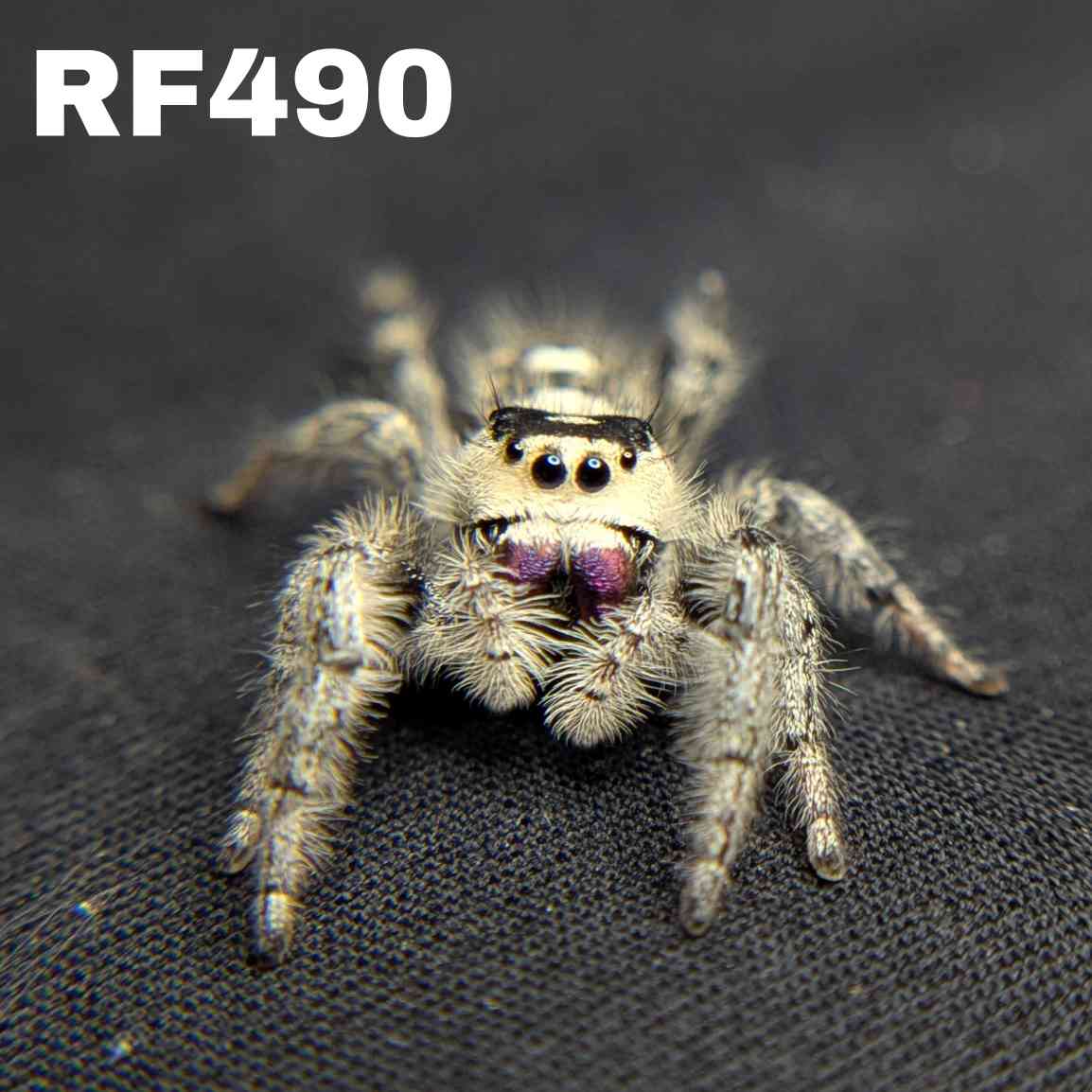 Regal Jumping Spider "Eggplant"