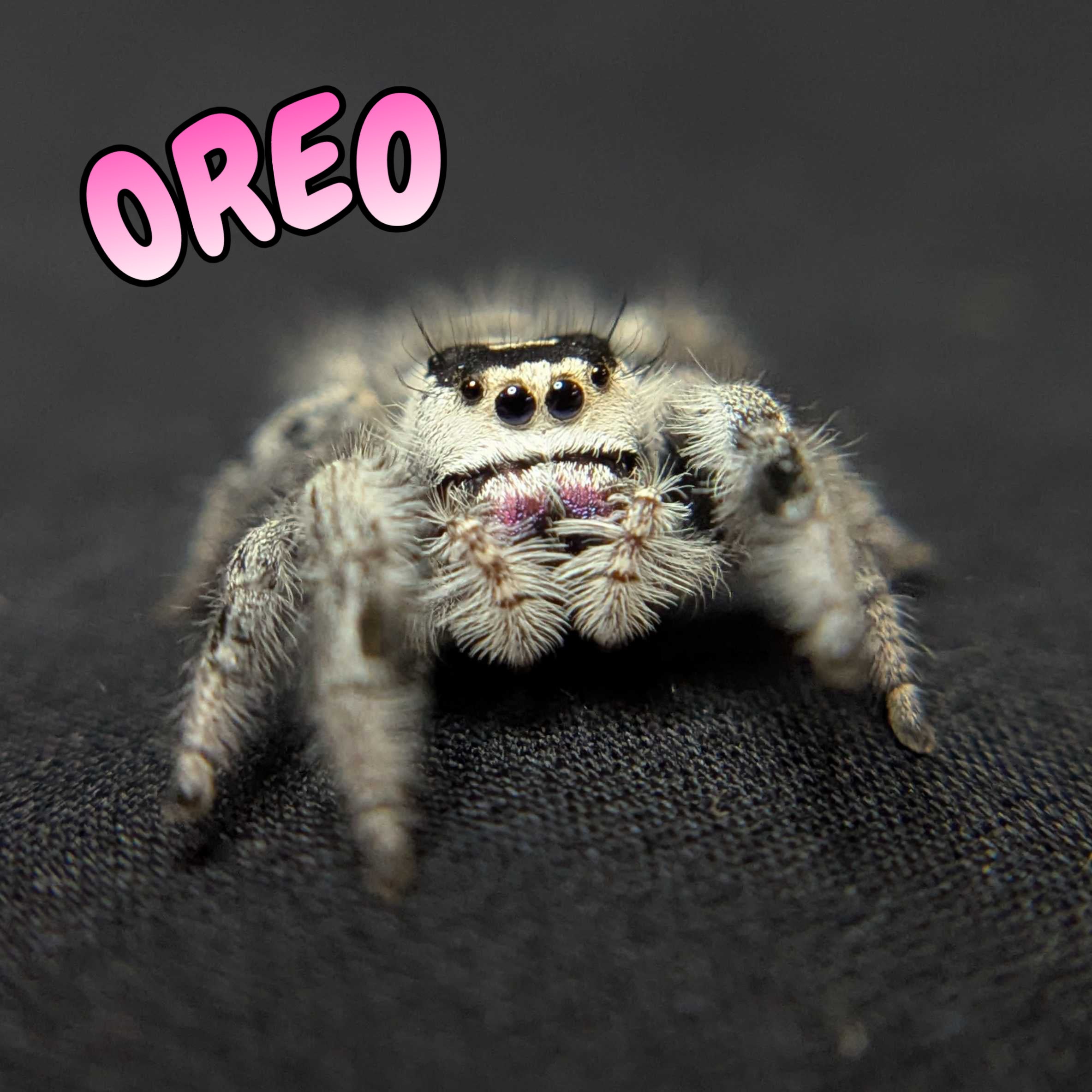 Regal Jumping Spider "Oreo"