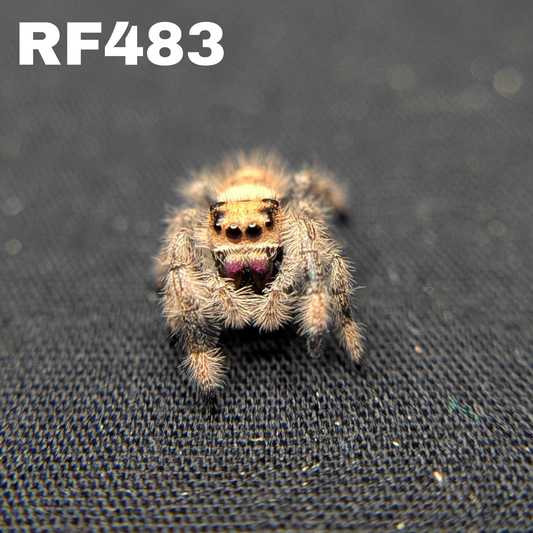 Regal Jumping Spider “Penny”