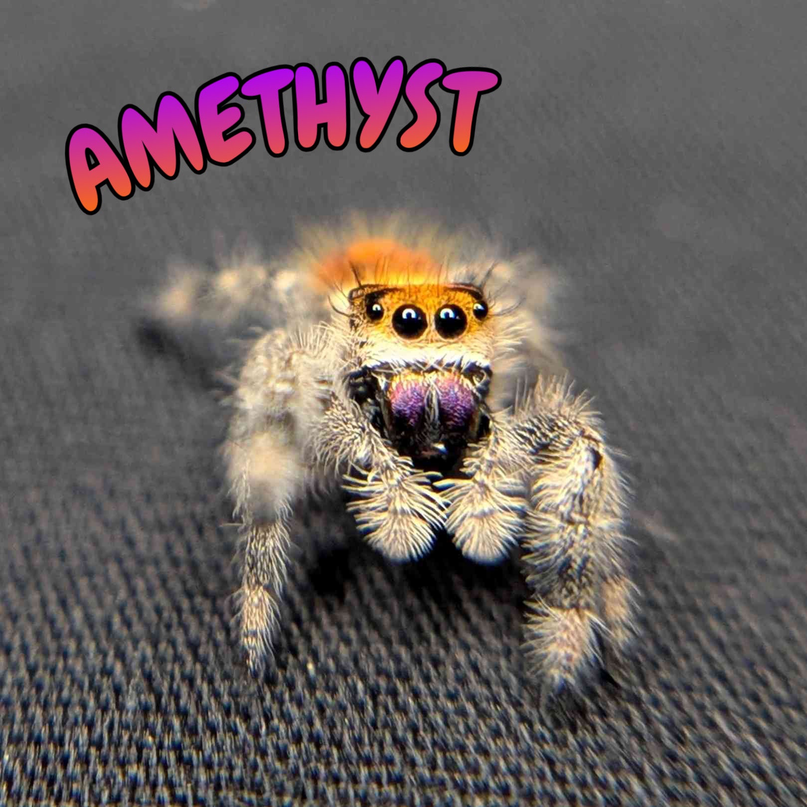 Regal Jumping Spider "Amethyst"