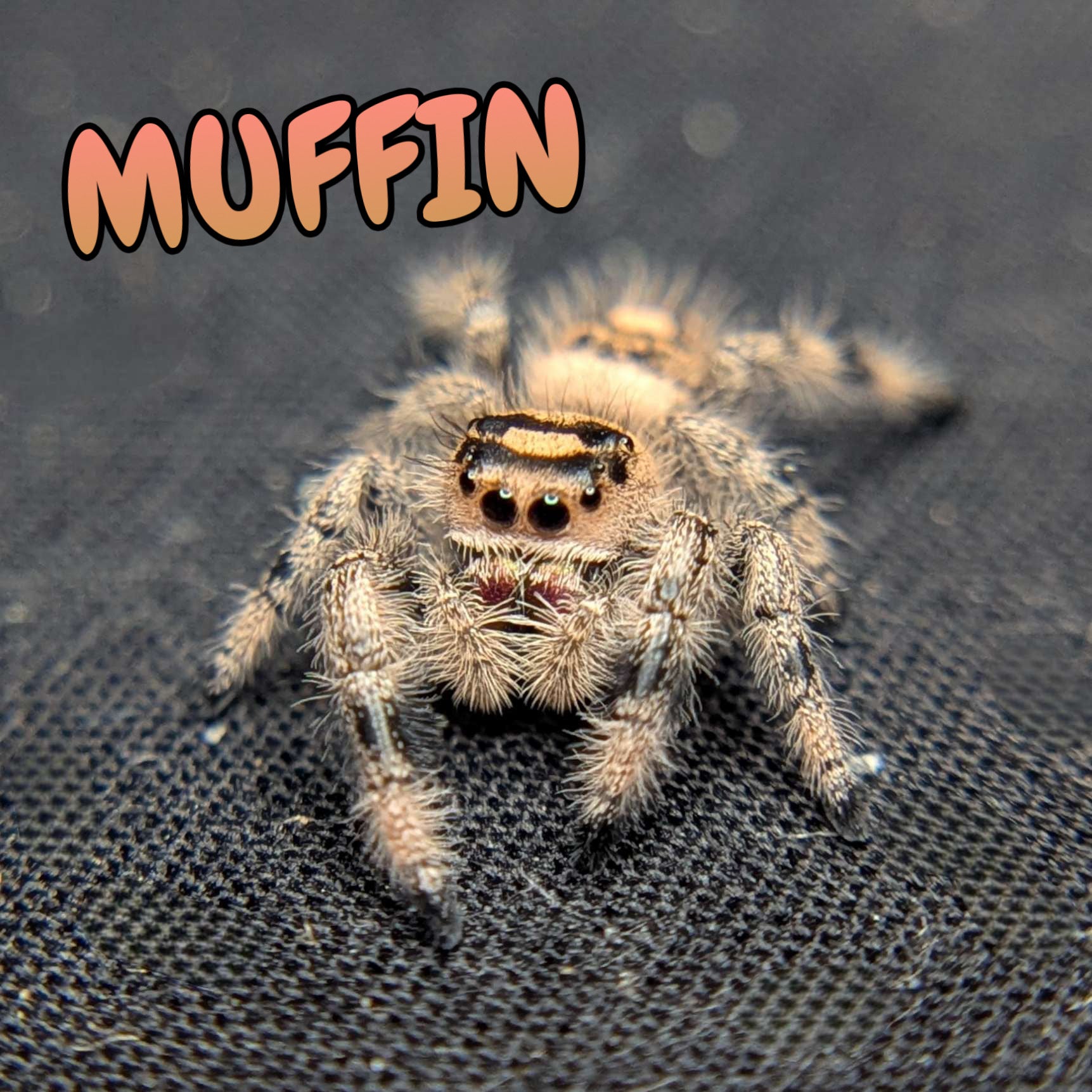 Regal Jumping Spider "Muffin"