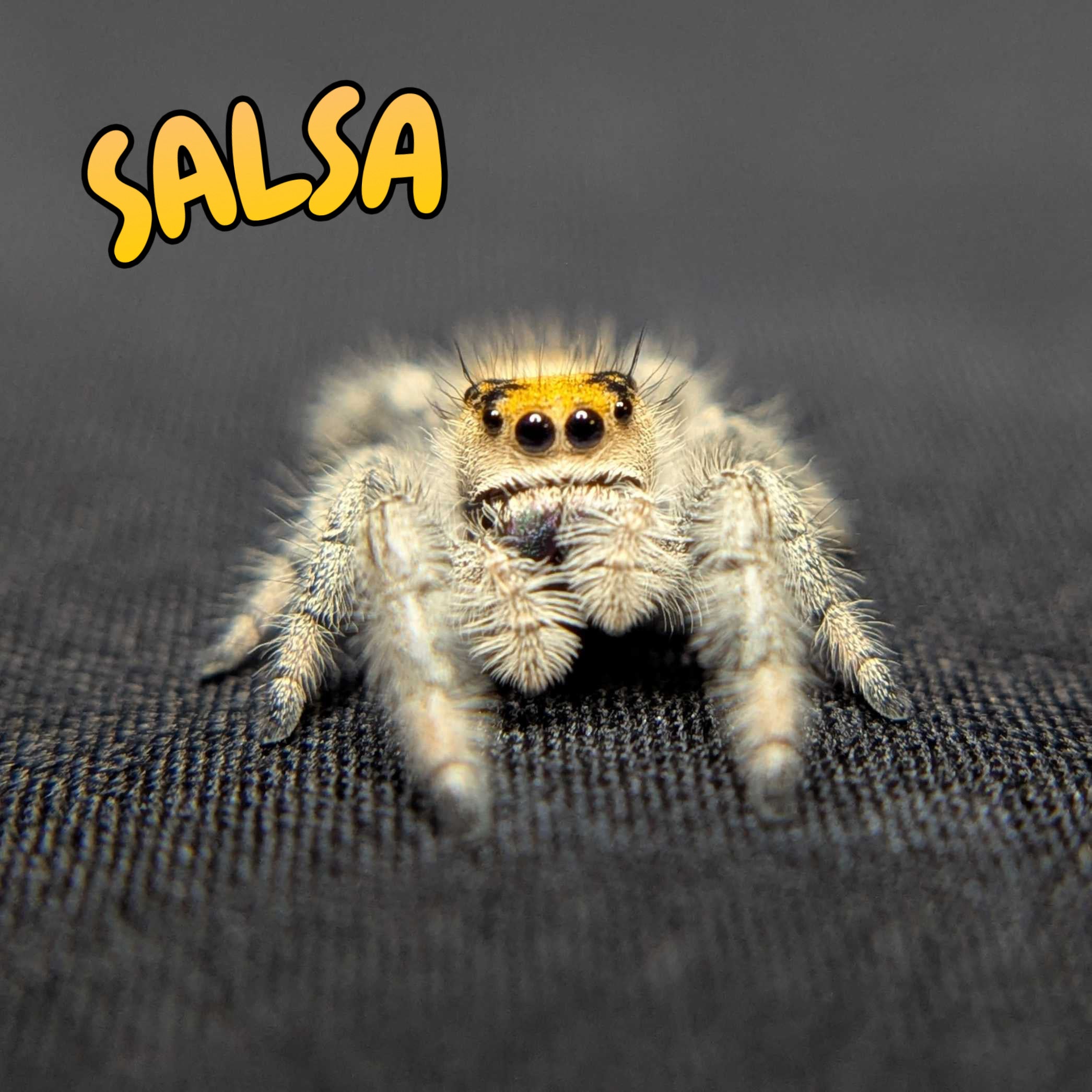 Regal Jumping Spider "Salsa"